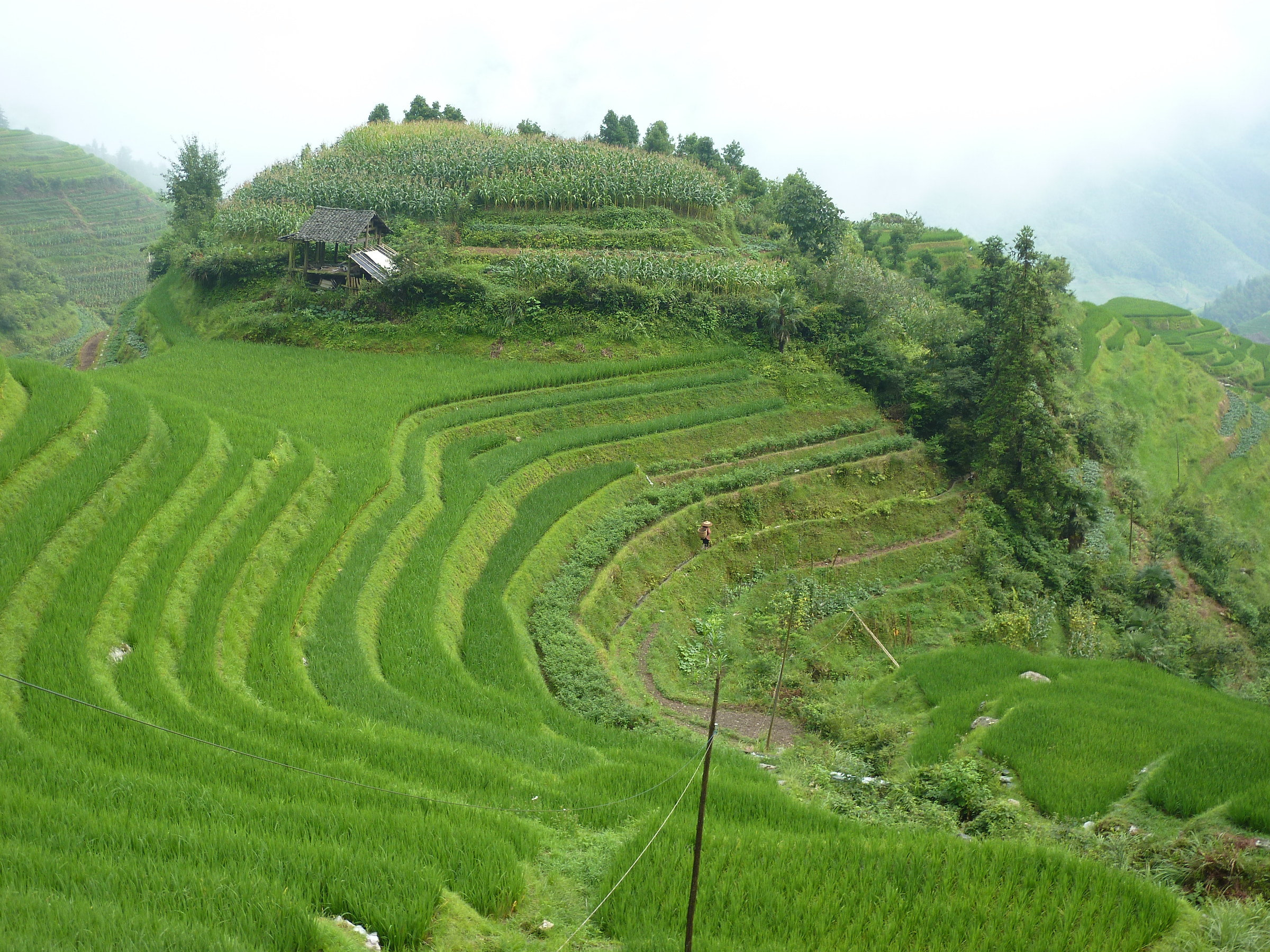 Rice fields of the dorsal dragon Spina (Longji)