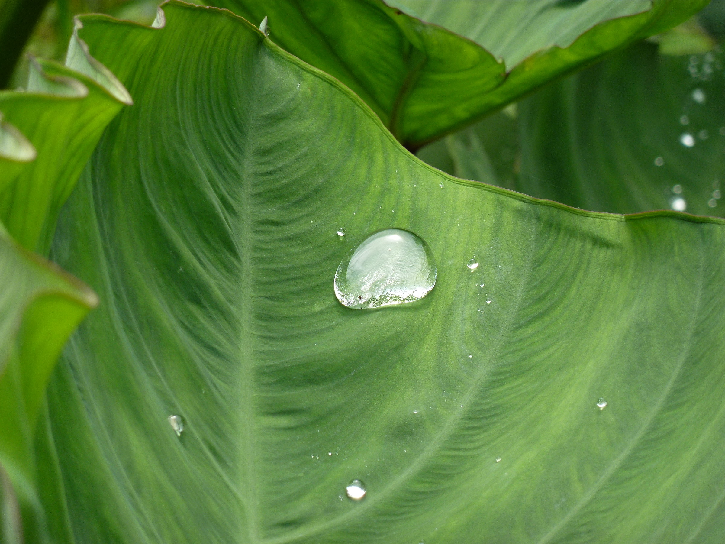 Rice fields of the dorsal dragon Spina (Longji)