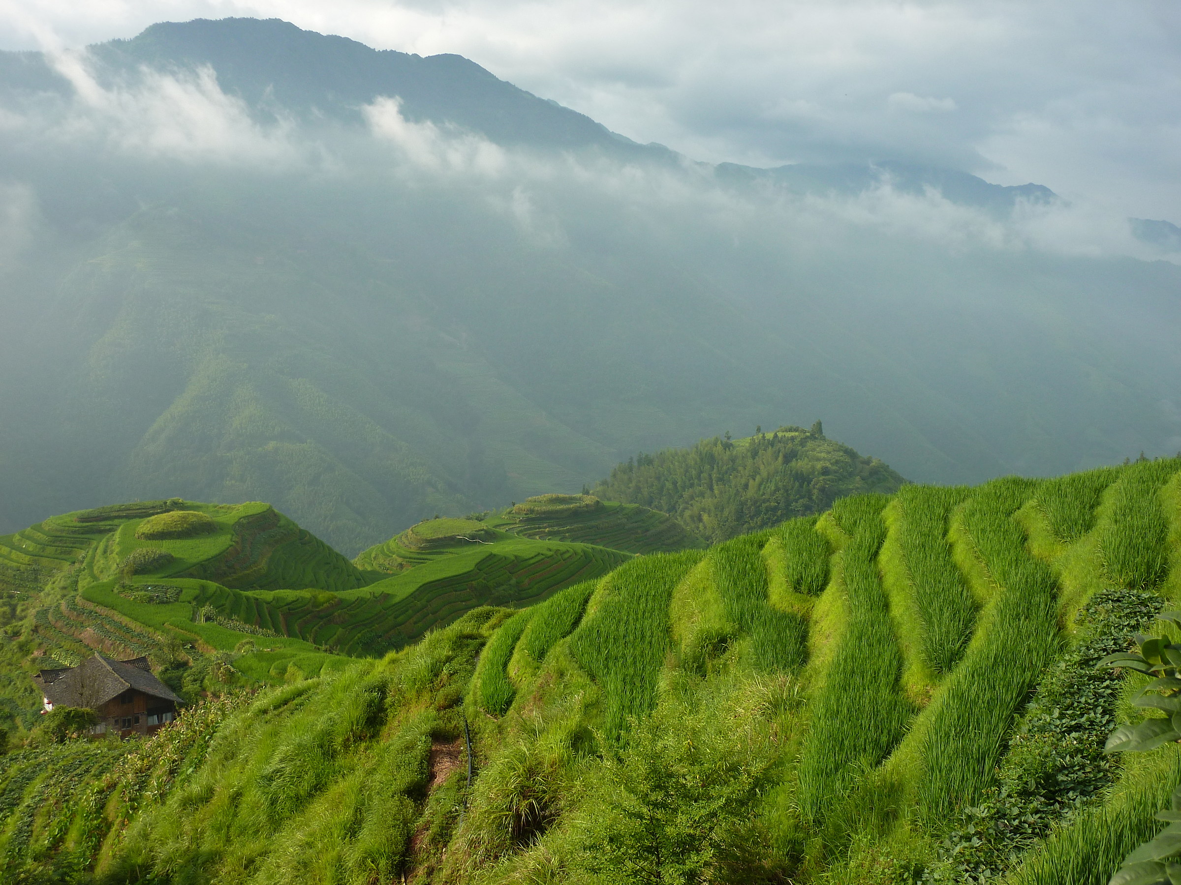 Rice fields of the dorsal dragon Spina (Longji)