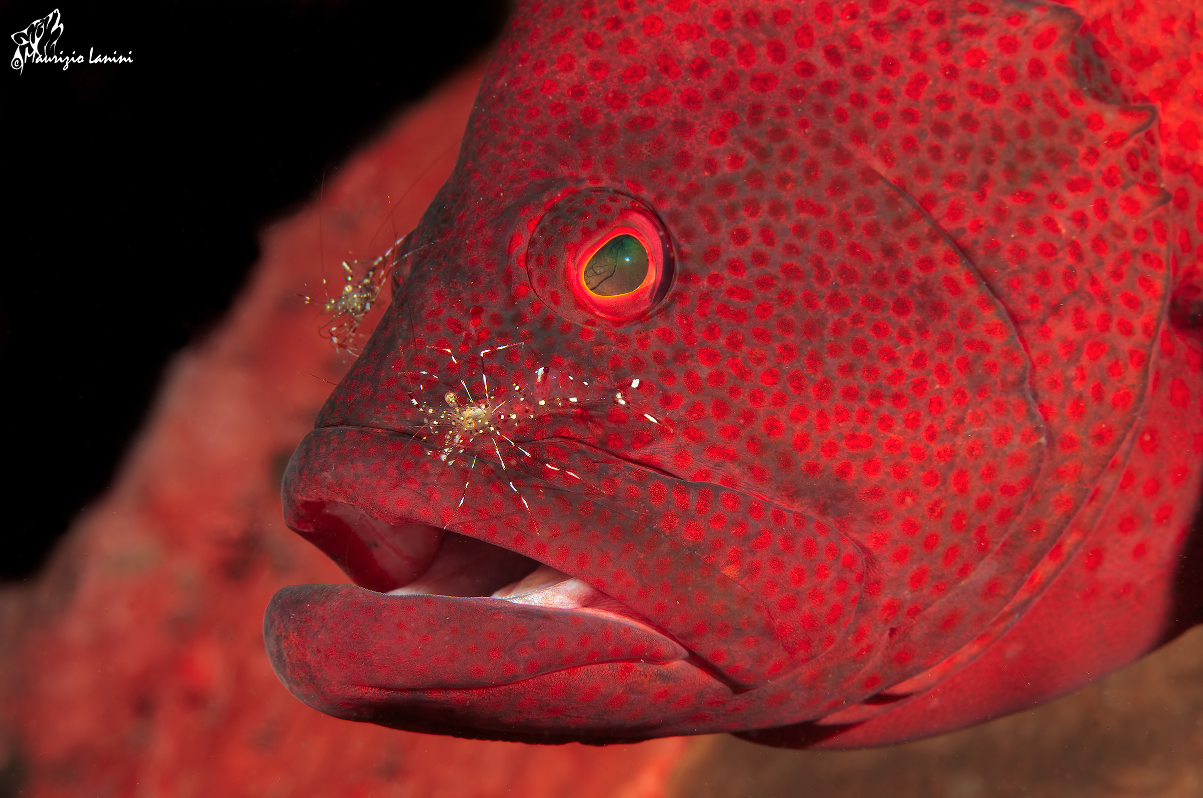 red grouper and cleaner shrimps (HD)