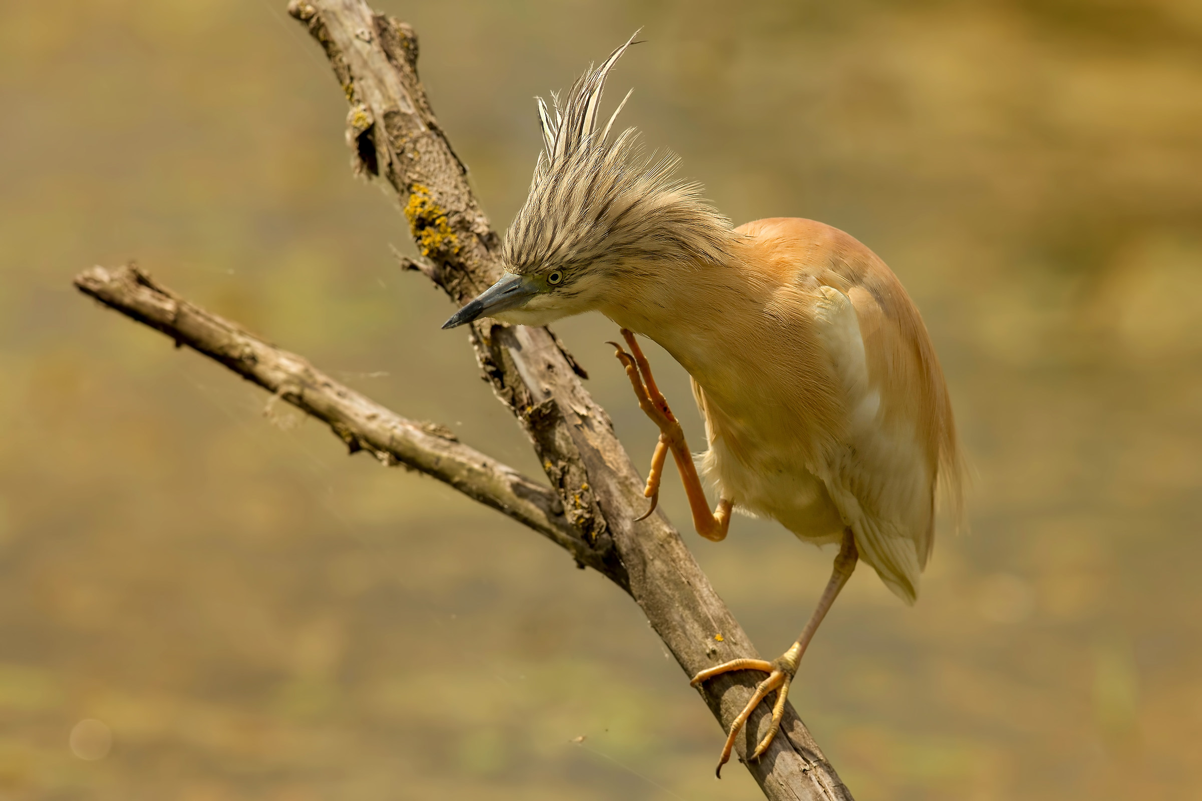 il saluto della sgarza