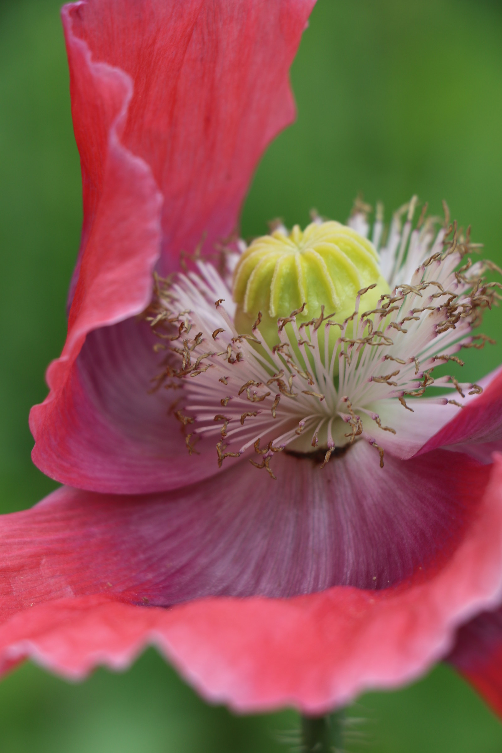 Poppy scrambled by the wind