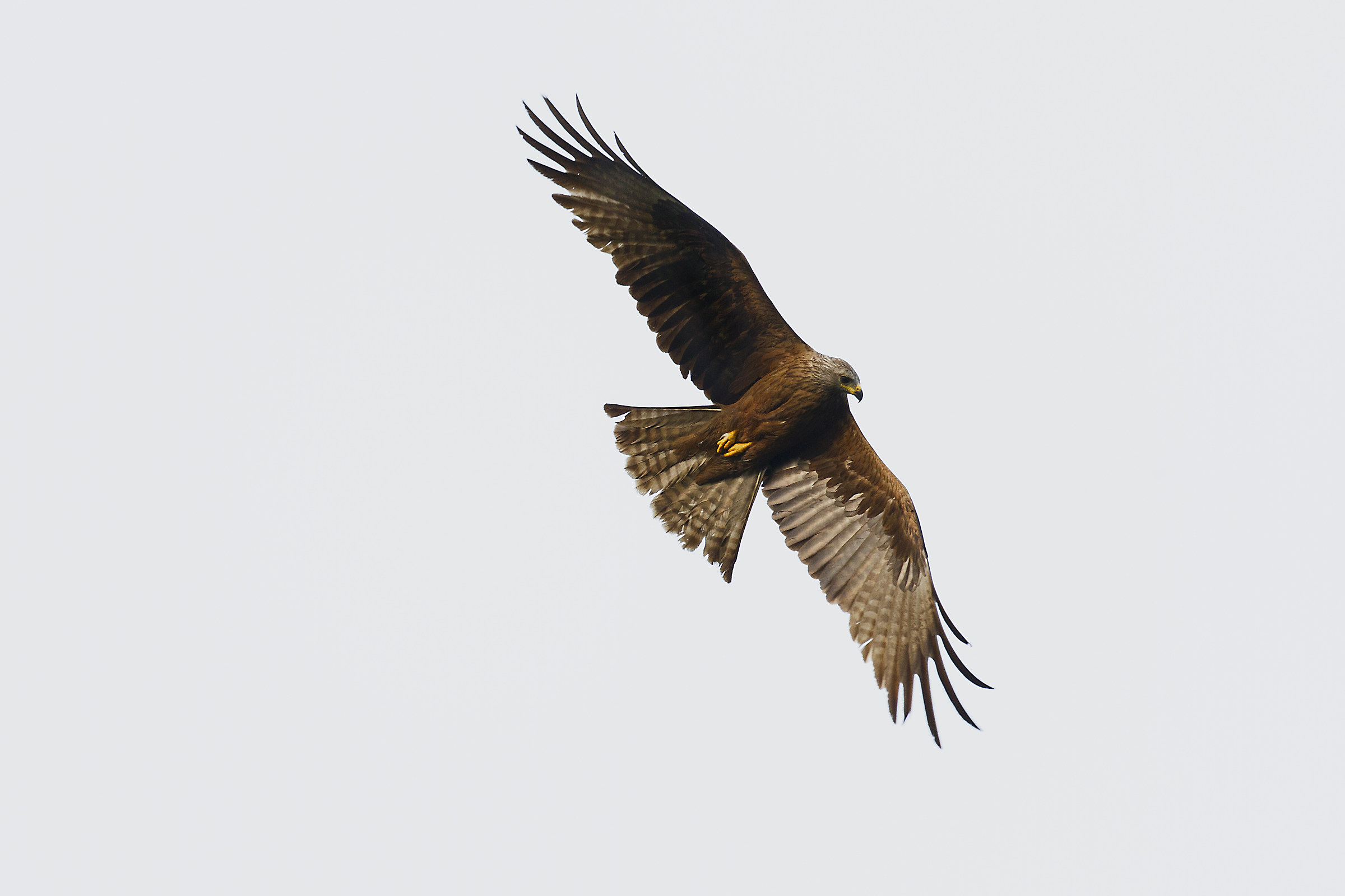 Black Kite