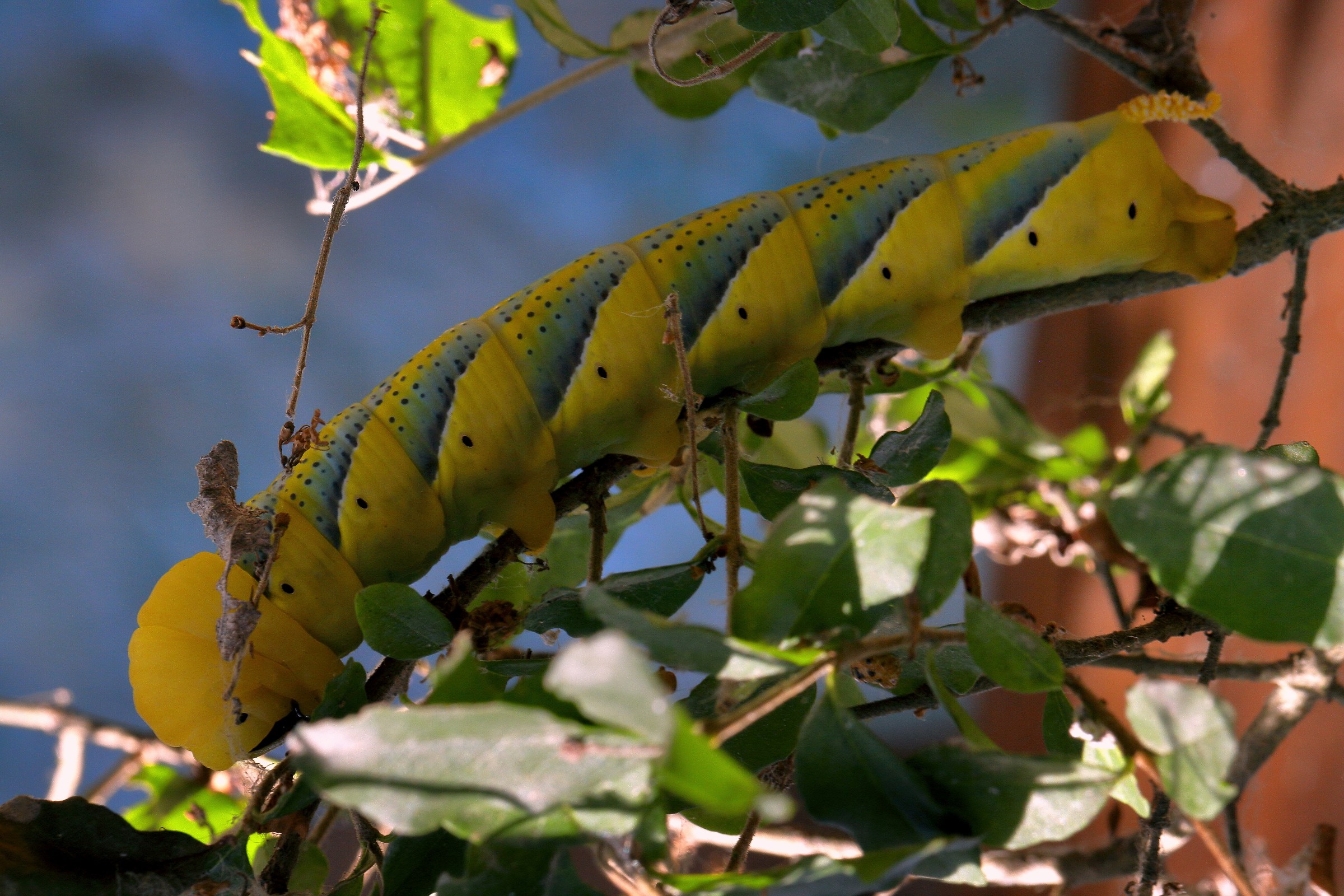 arrivato da lontano?