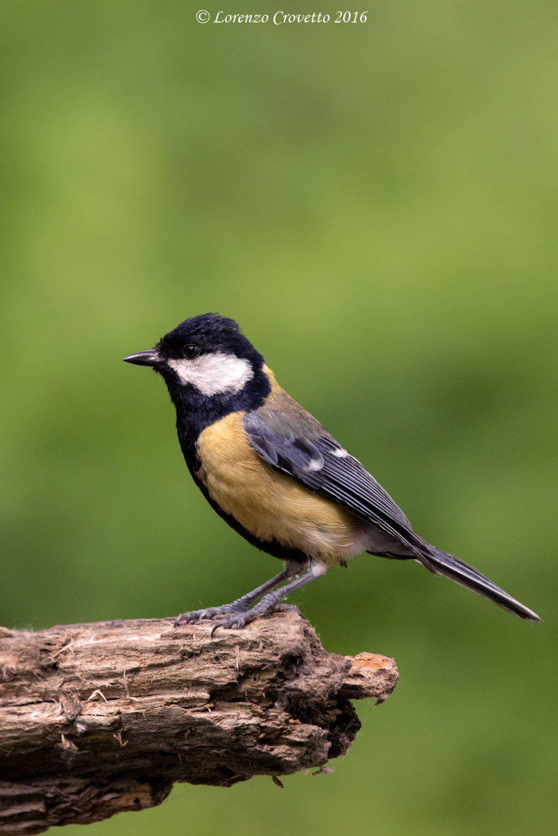 Simply Titmouse