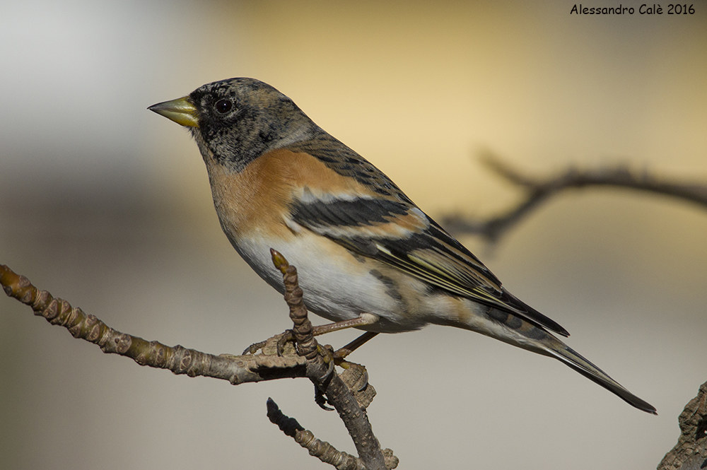 Fringilla montifringilla (Peppola) 1470