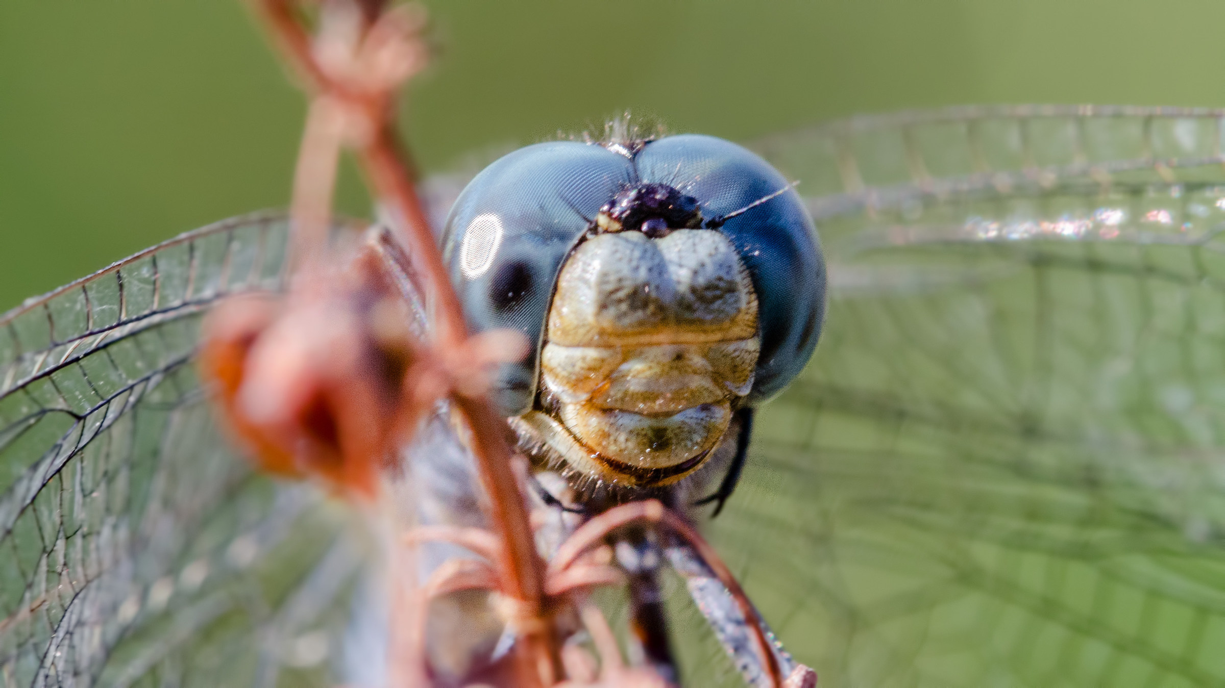 Coerulescens face to face
