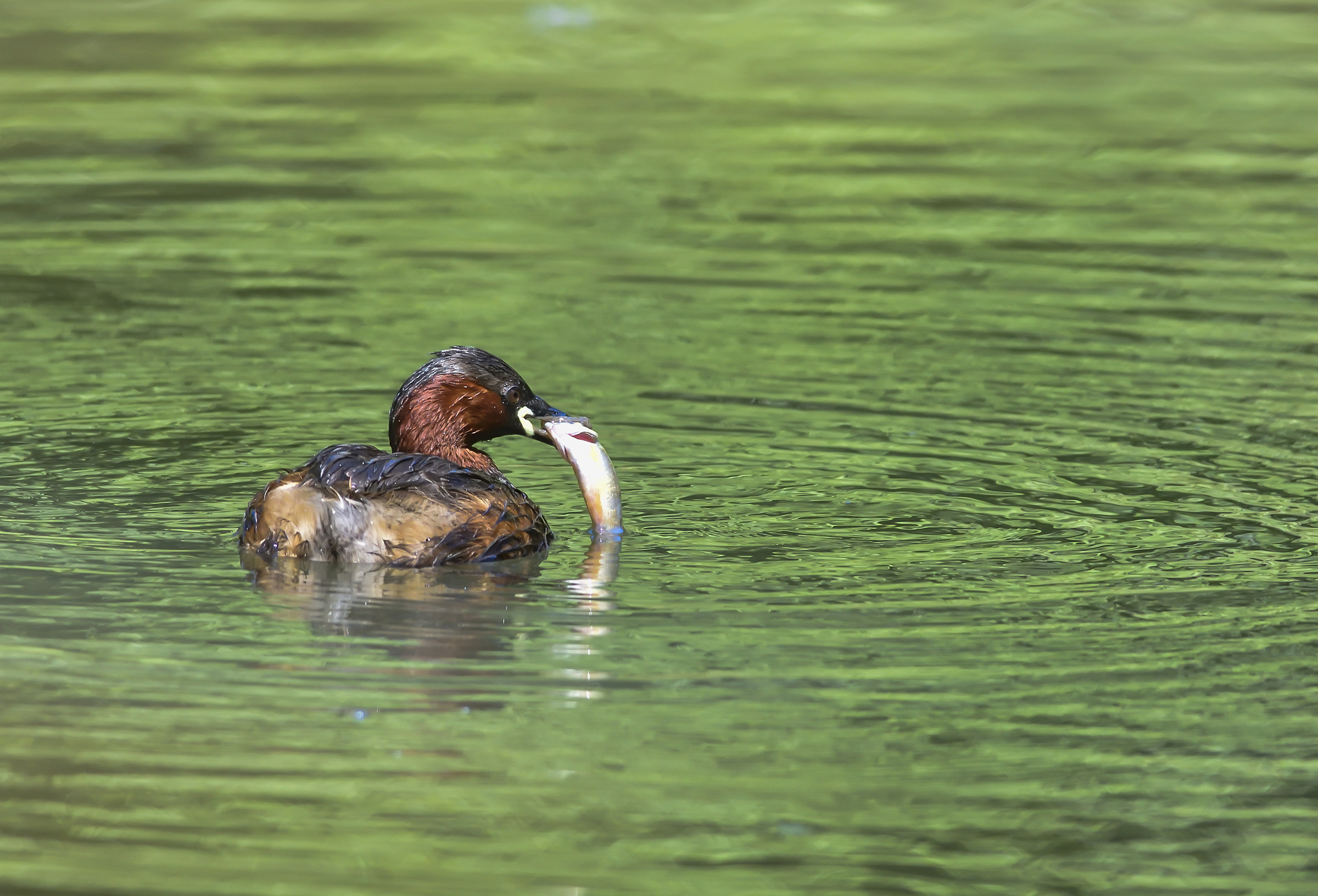 Little grebe