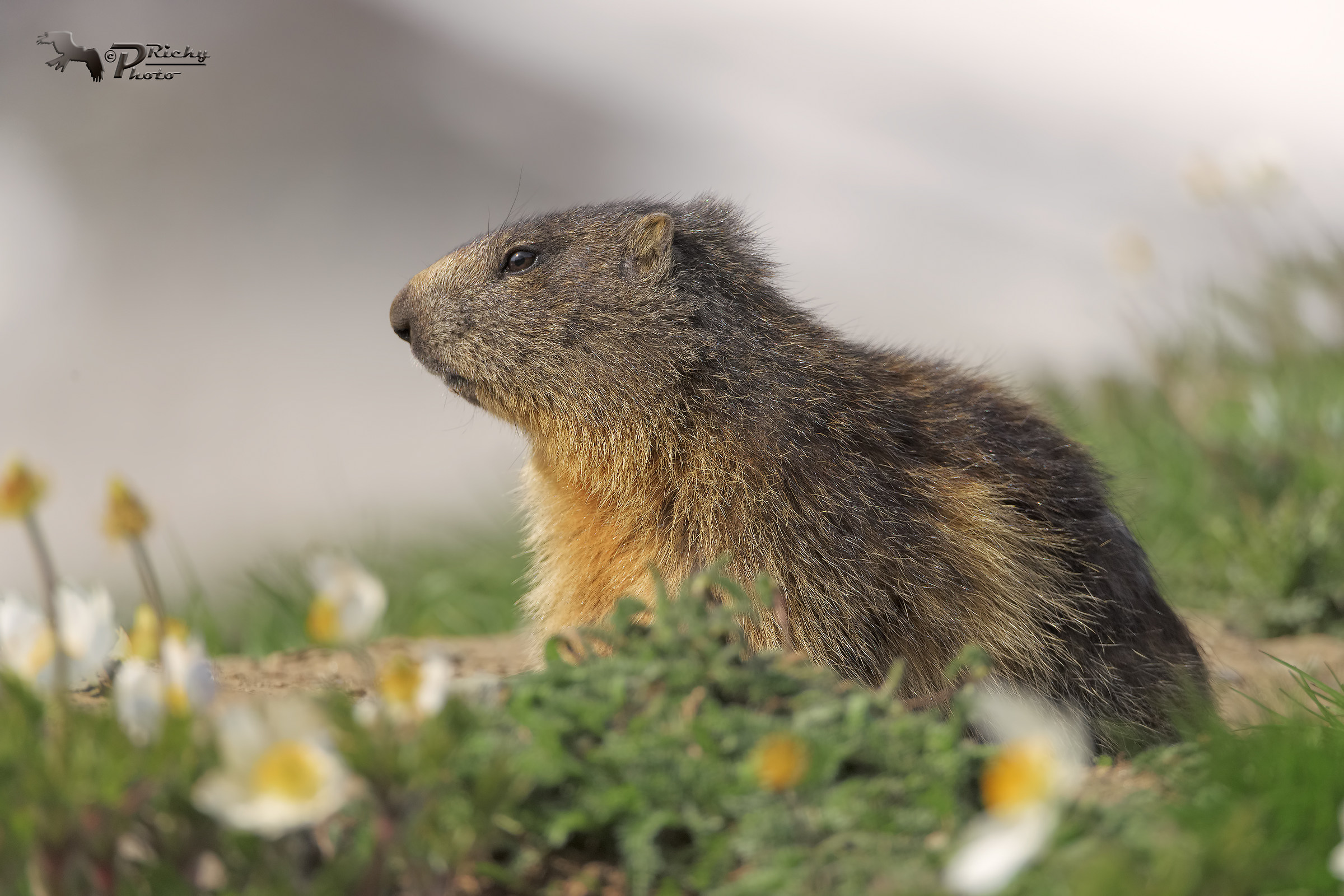Marmot