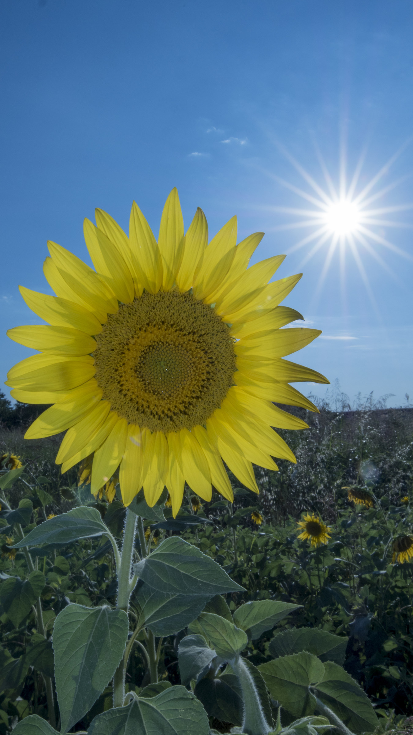 Sunflower, why not look at the sun?