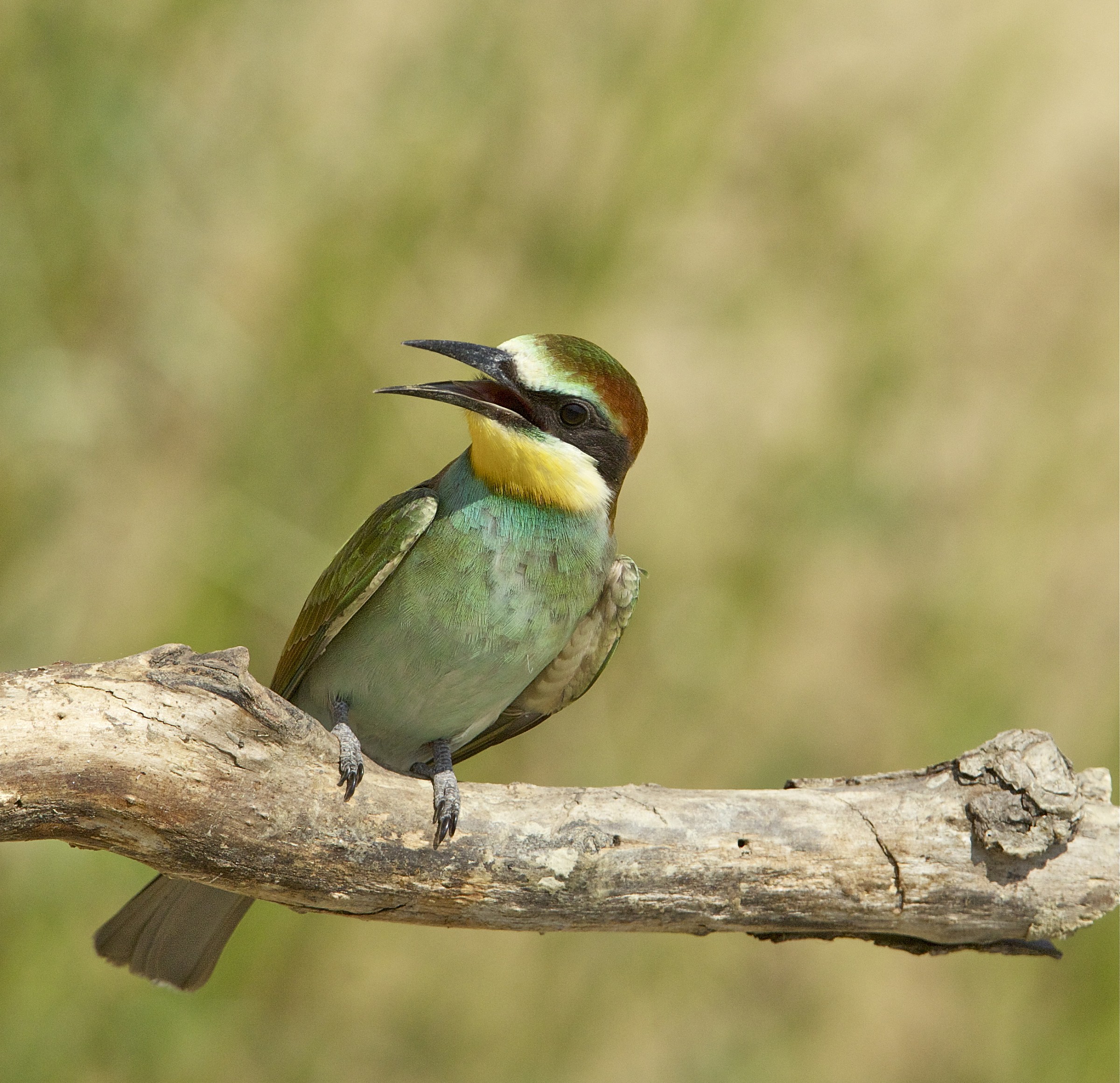 small eater just out of the nest