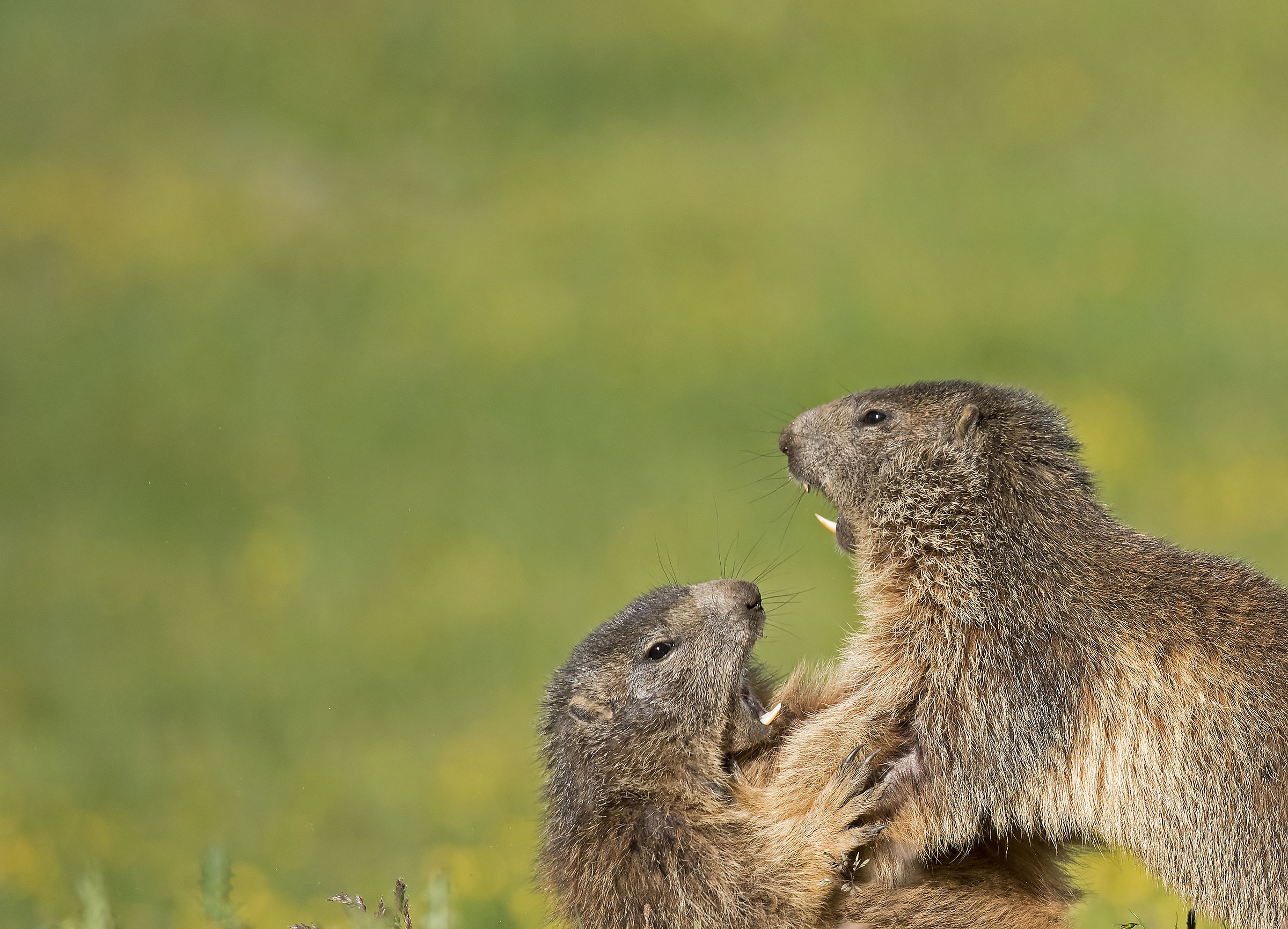 Le marmotte che giocano al Parco Nazionale del Gran Paradiso