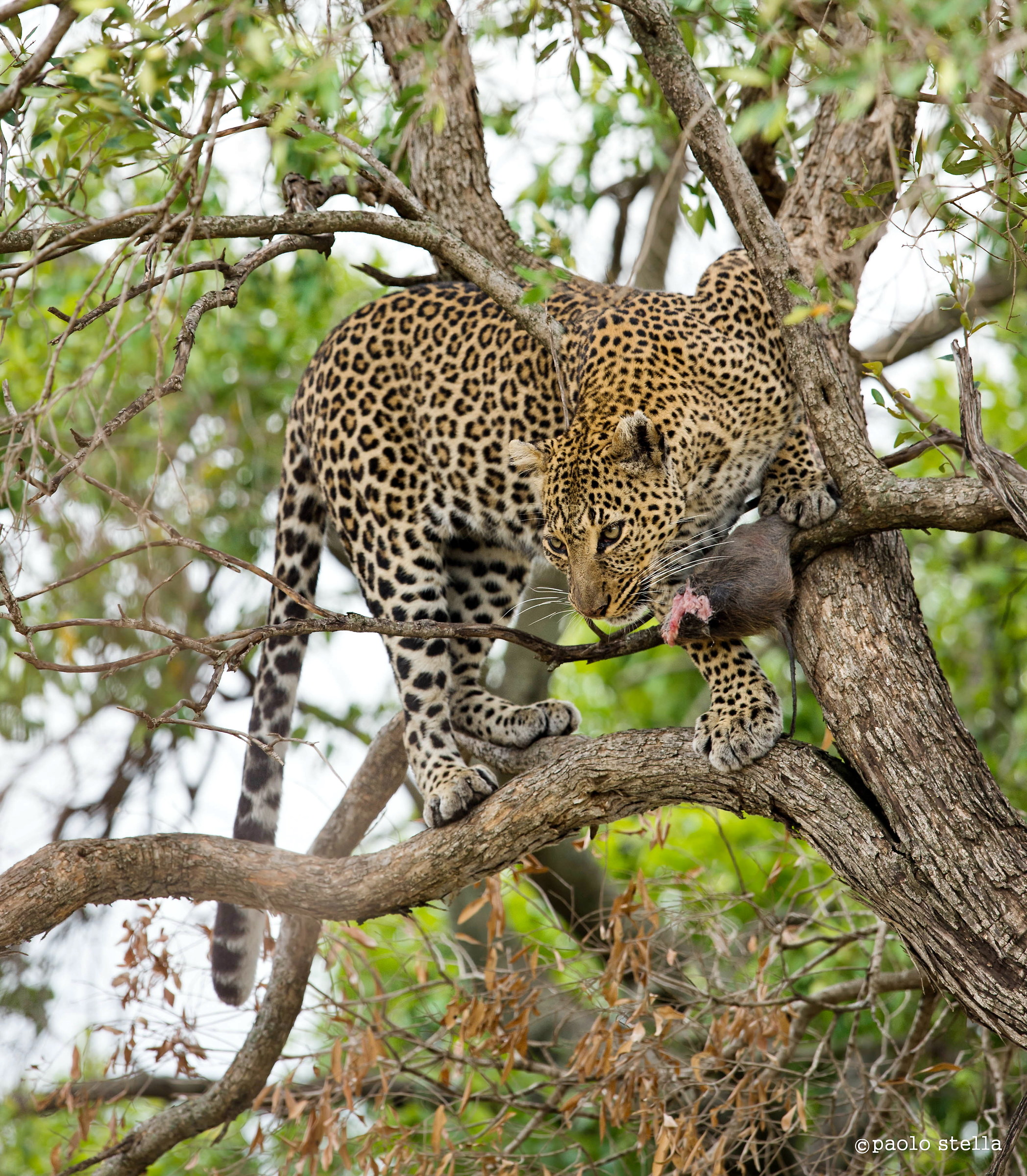 Olives and small prey