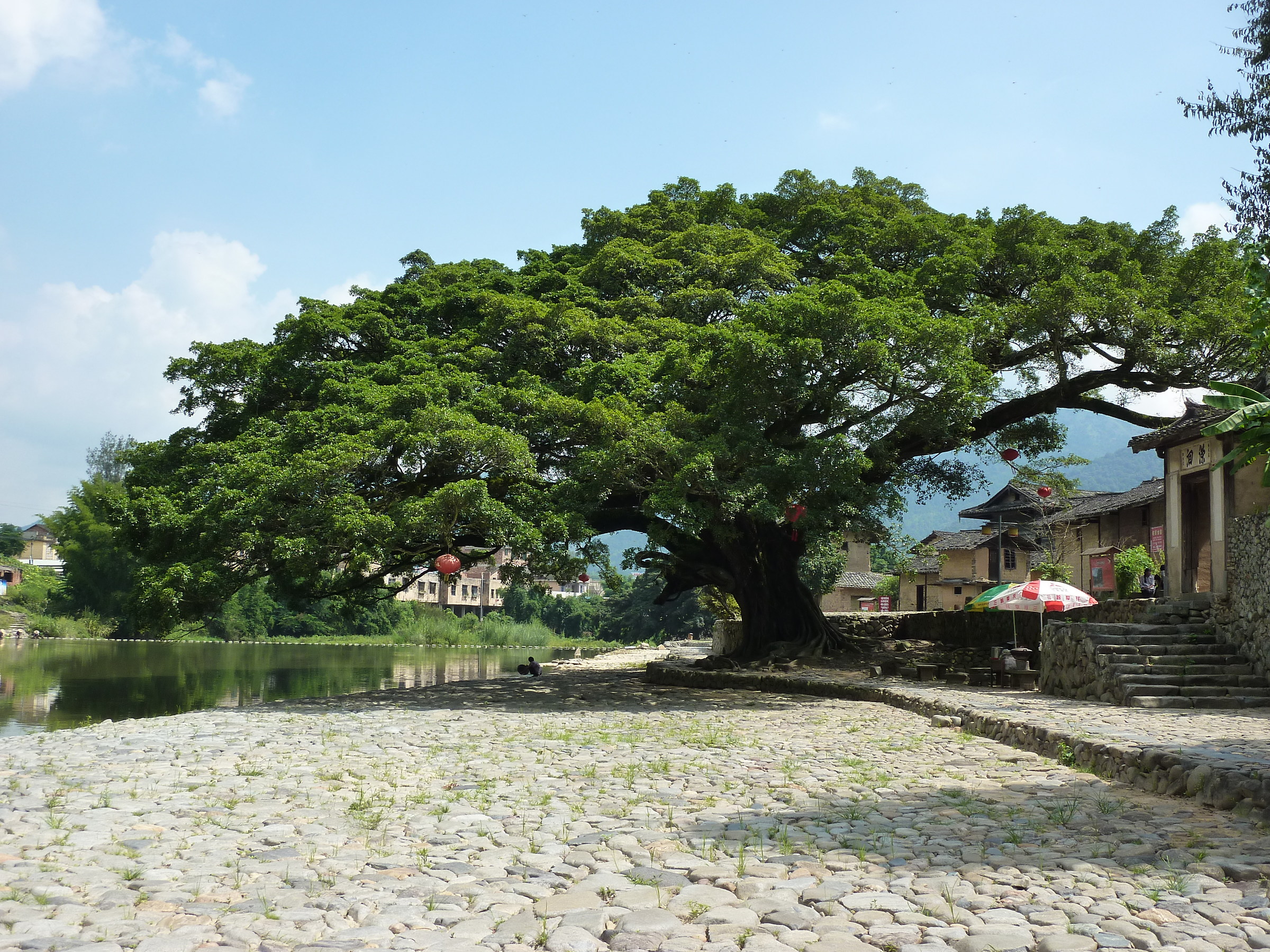 Hakka_Changjiao_Ficus villages