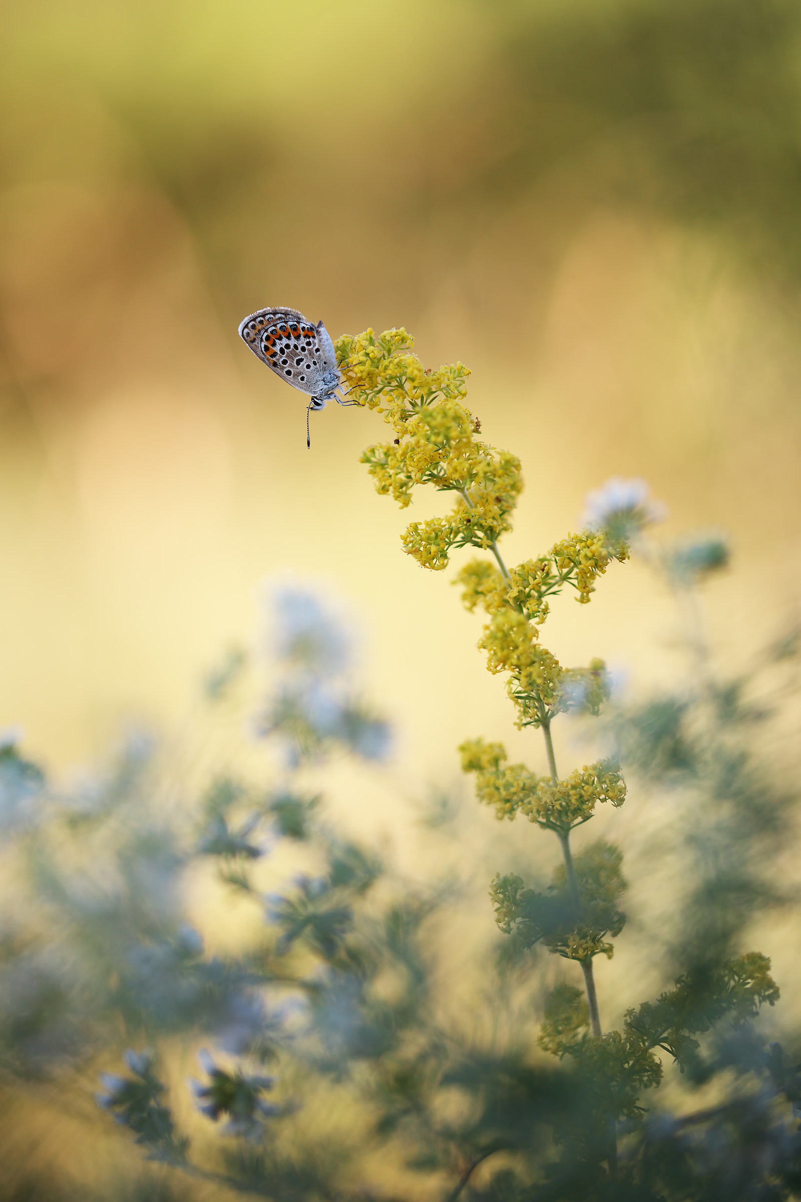 Plebejus argus