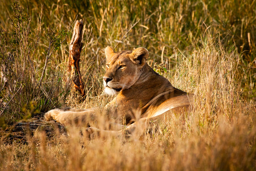 Lion in early morning_2