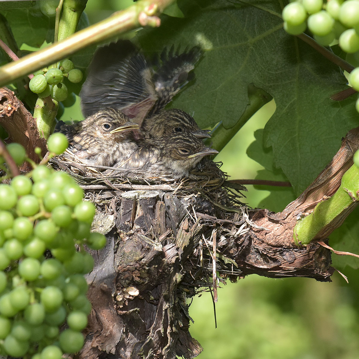 prova di volo 11° giorno
