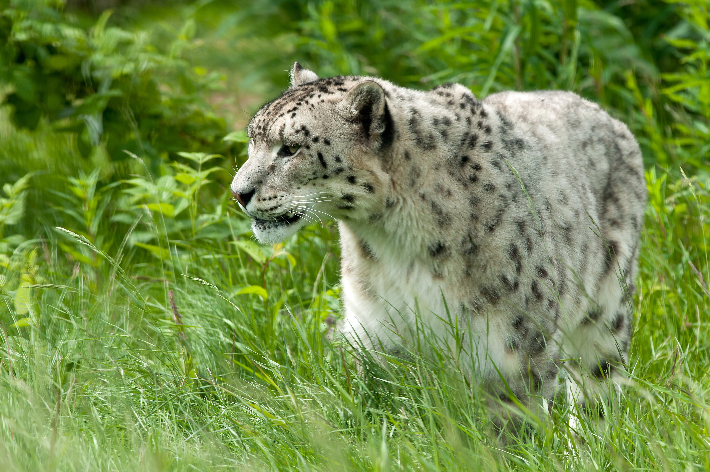 Snowleopard Orsa zoo