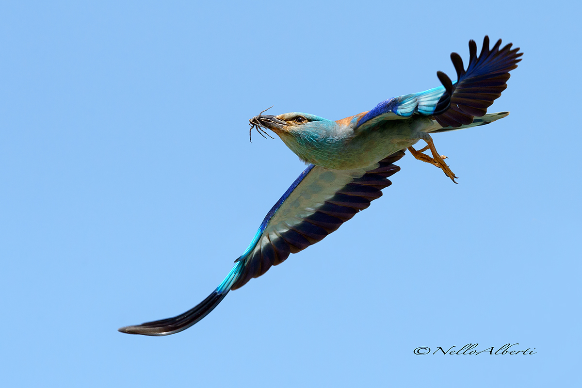 in volo con un ragno nel becco