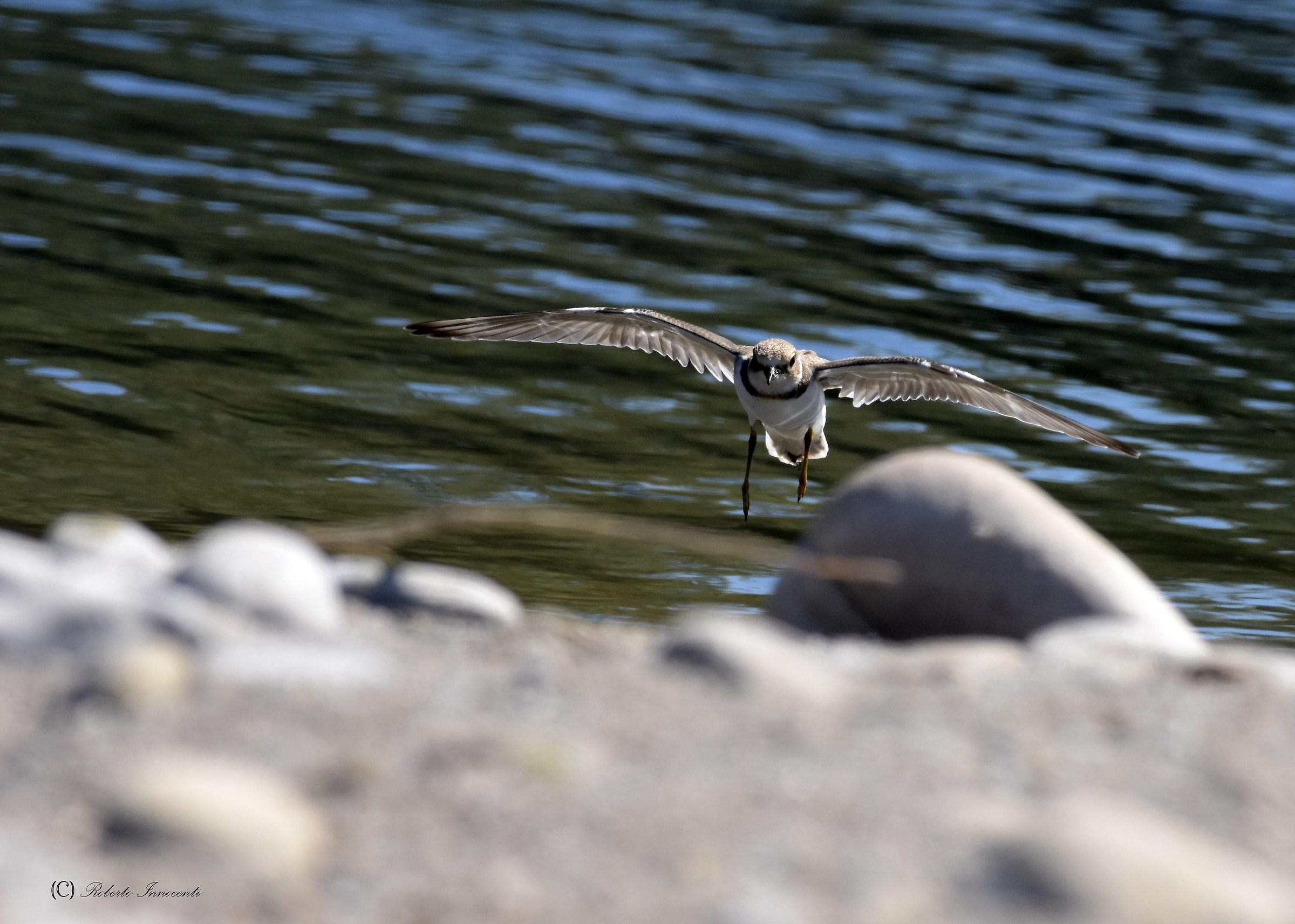 Arriva il corriere piccolo.