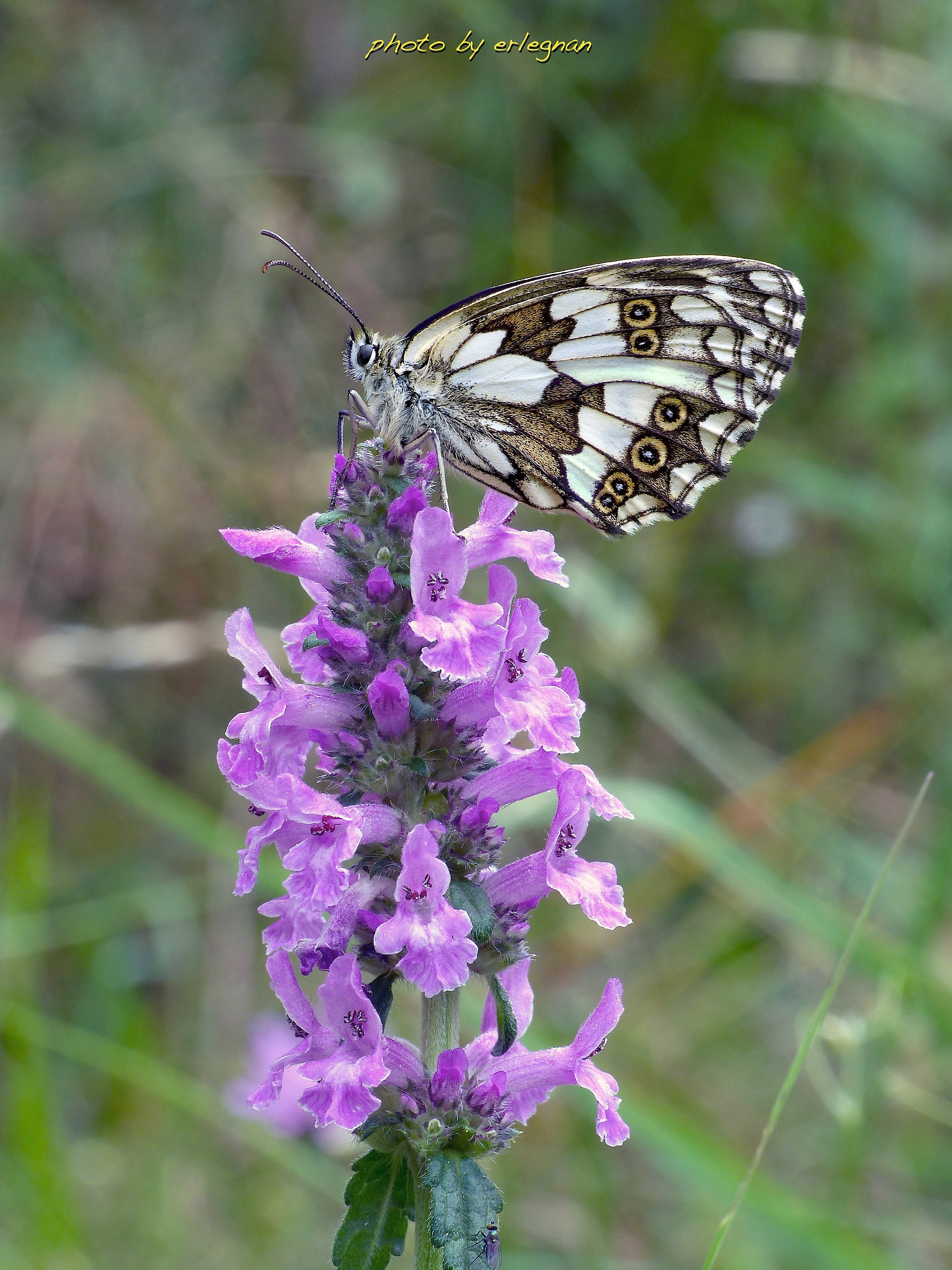 Beauty in the foreground