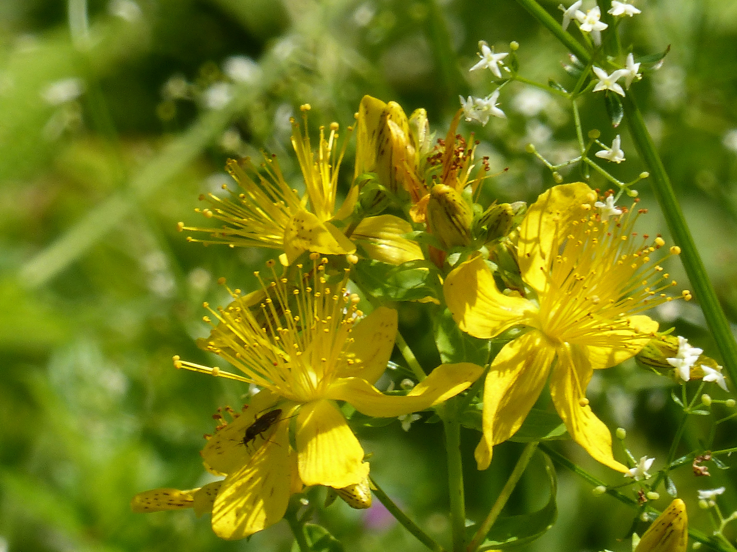 Flowers in the mountains