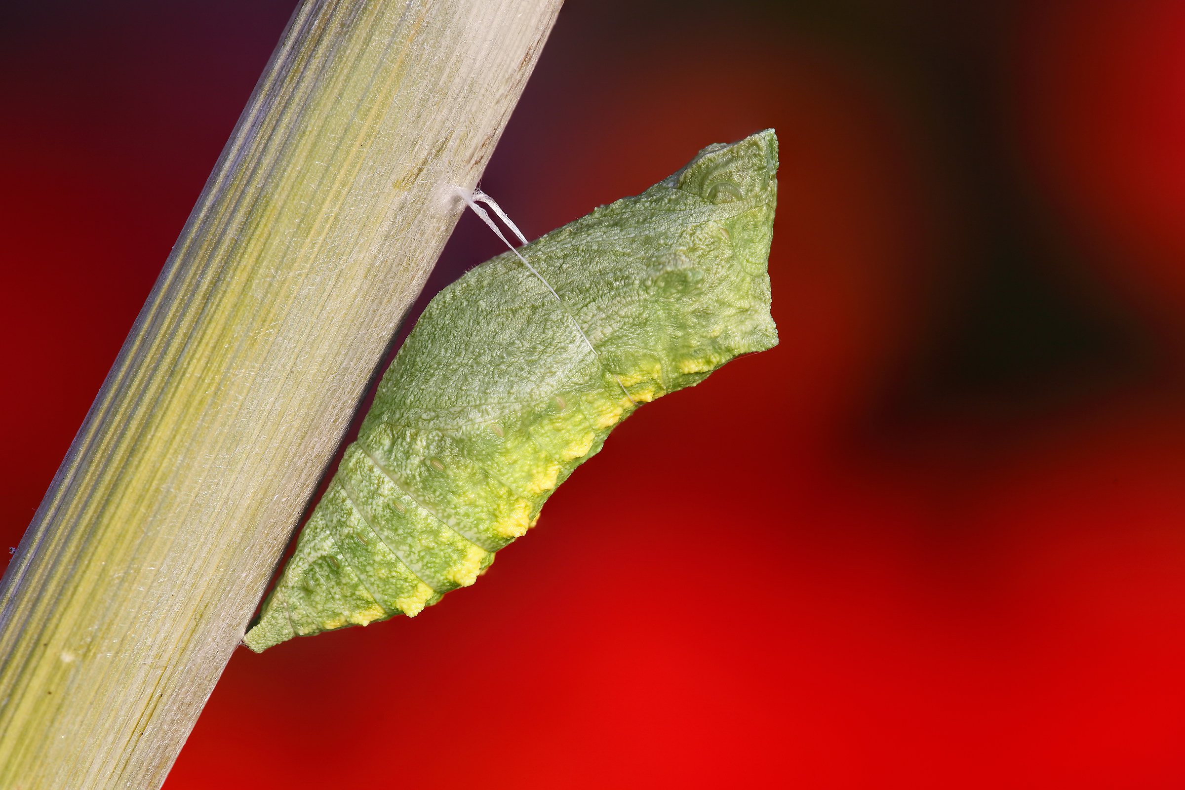 Prima di diventare farfalla...