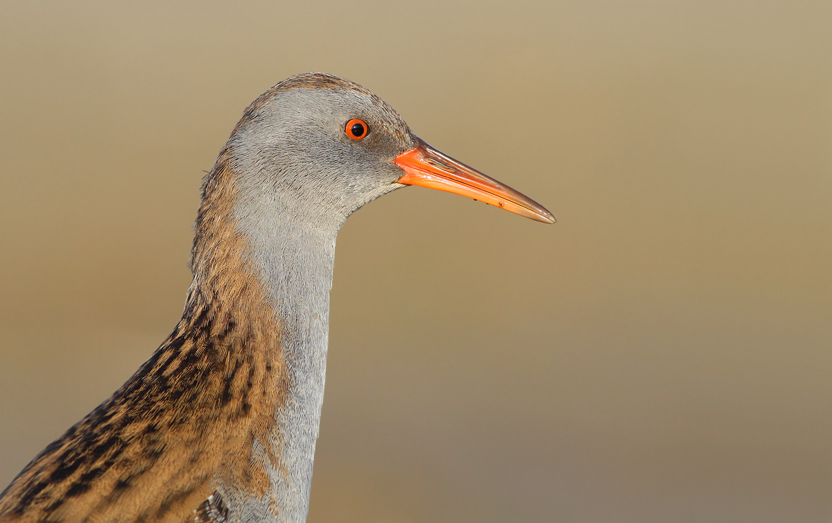 Porciglione arrested and photos reported