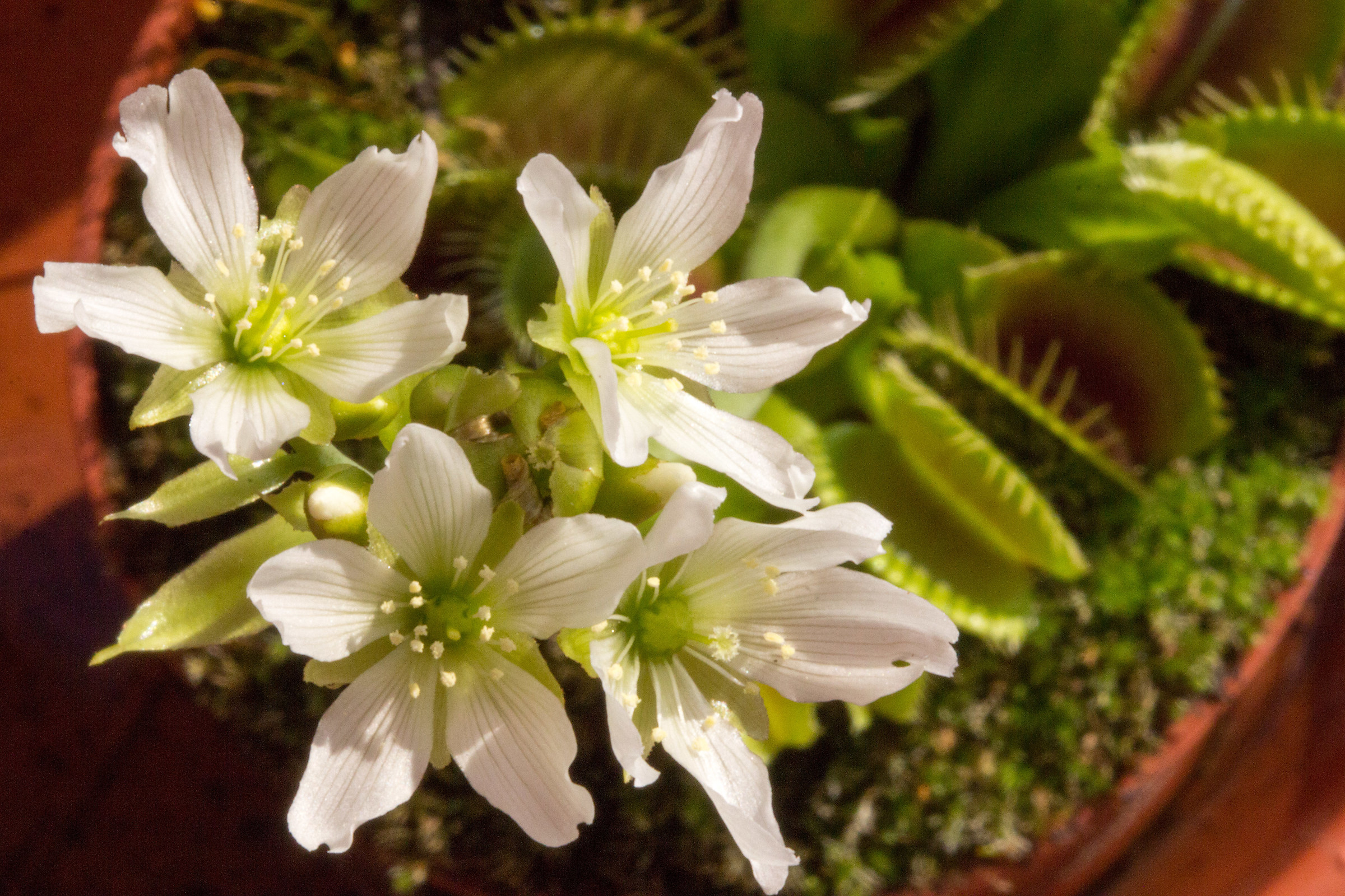 Flowers "carnivores"