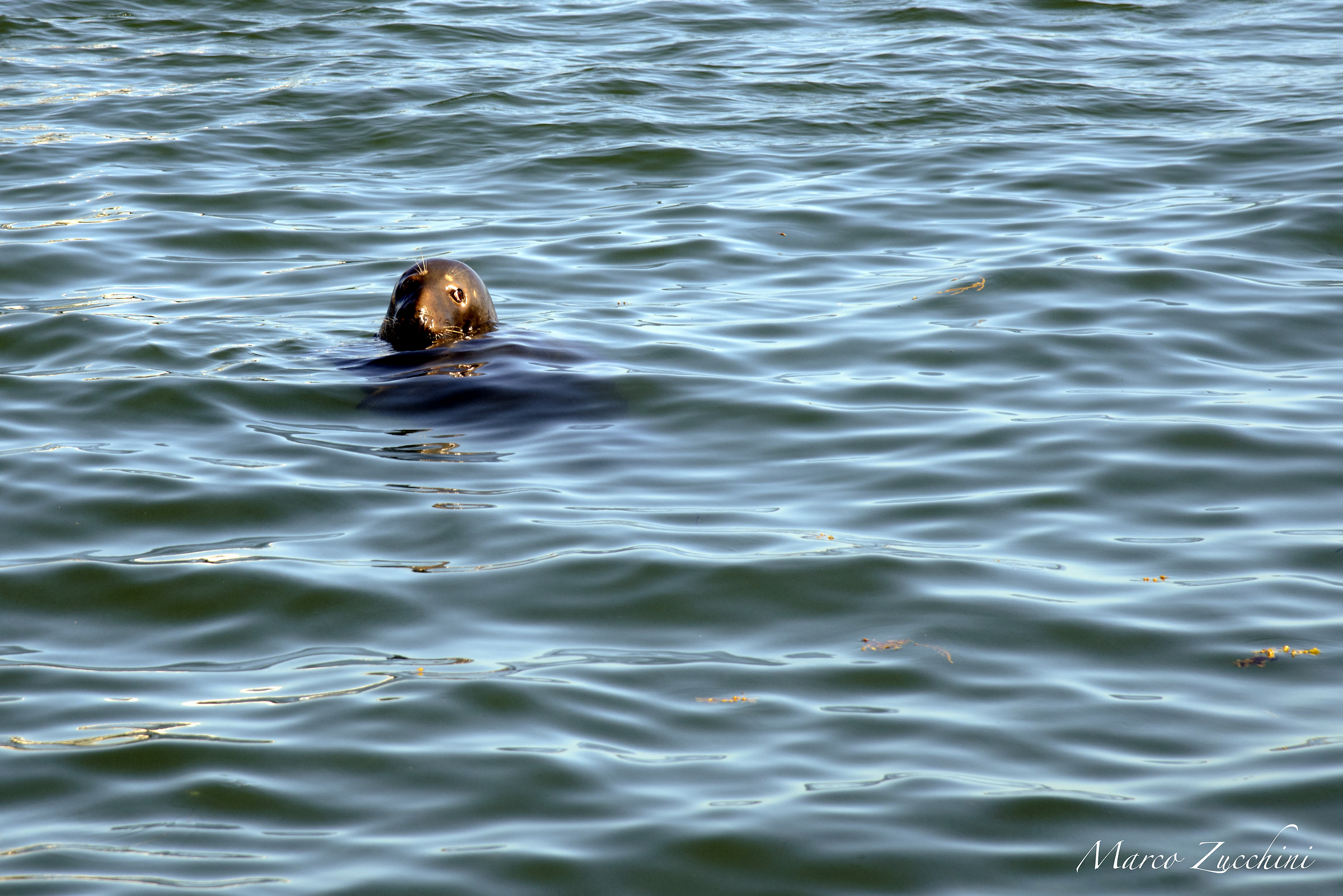Wild seal, Chatham Fisherman's Pier, Massachusetts, USA