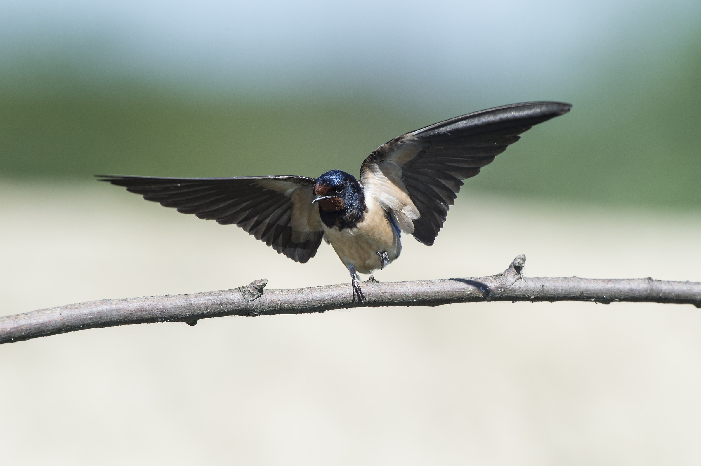 aspettando il martino