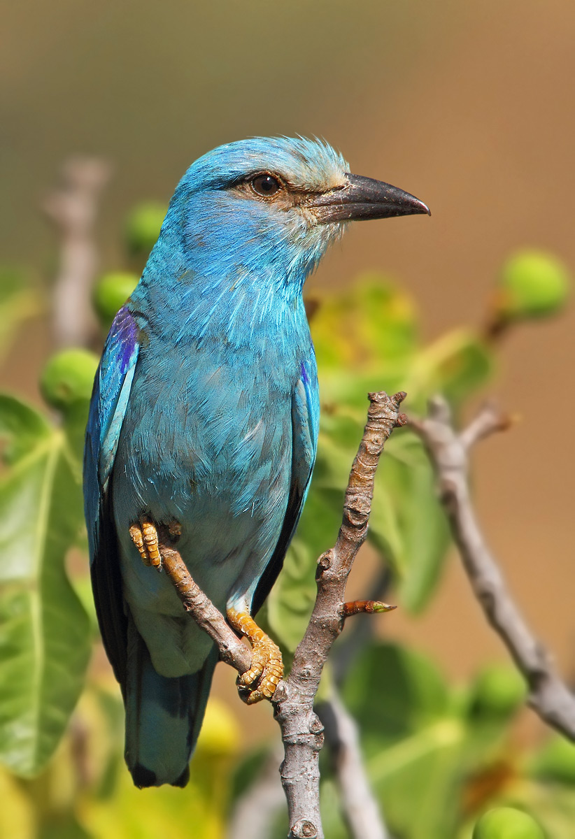 European roller