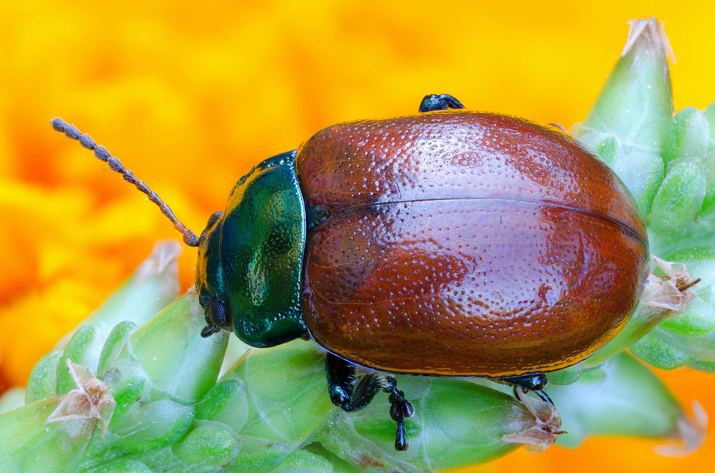 Chrysolina polita