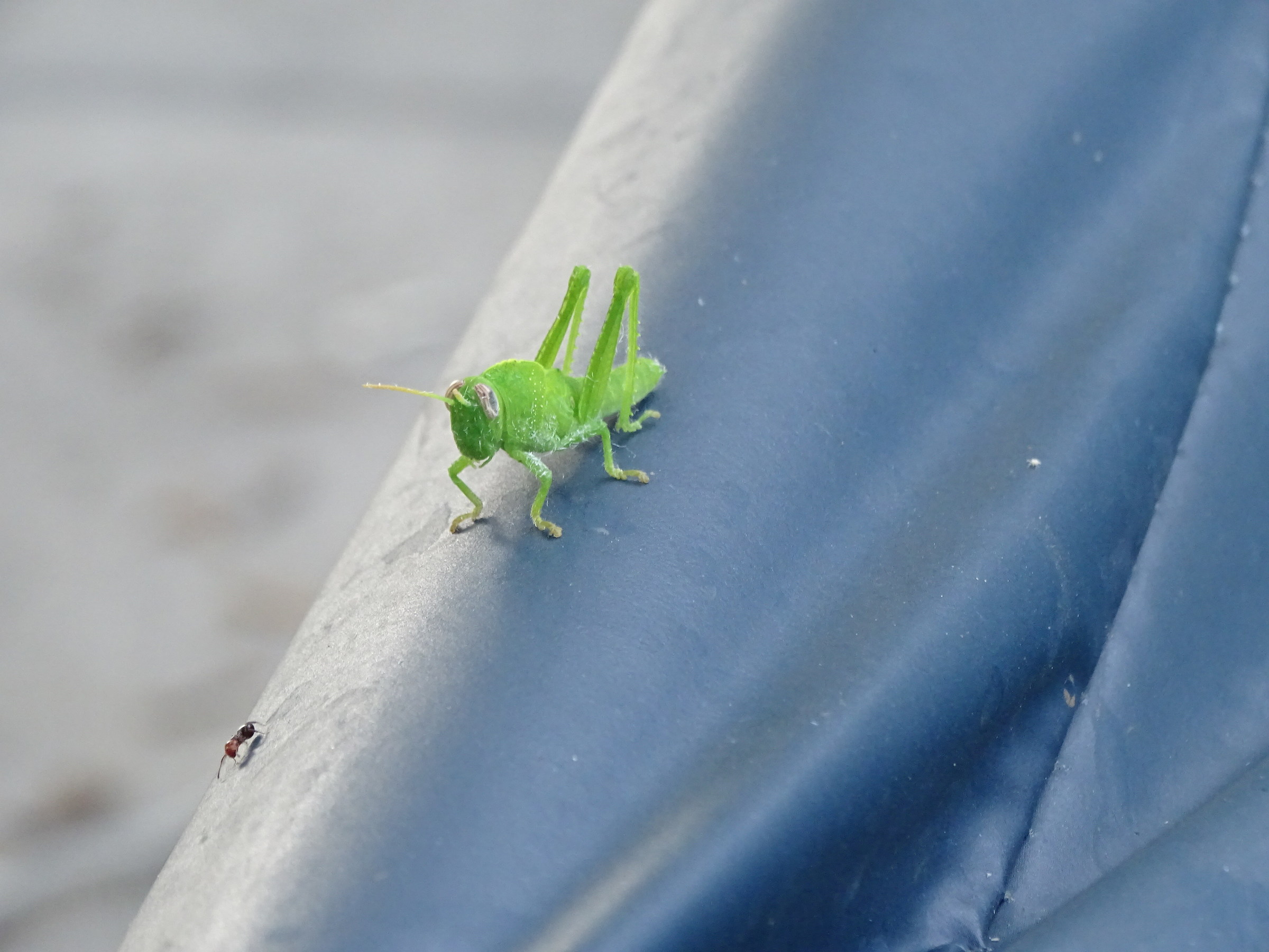 green cricket