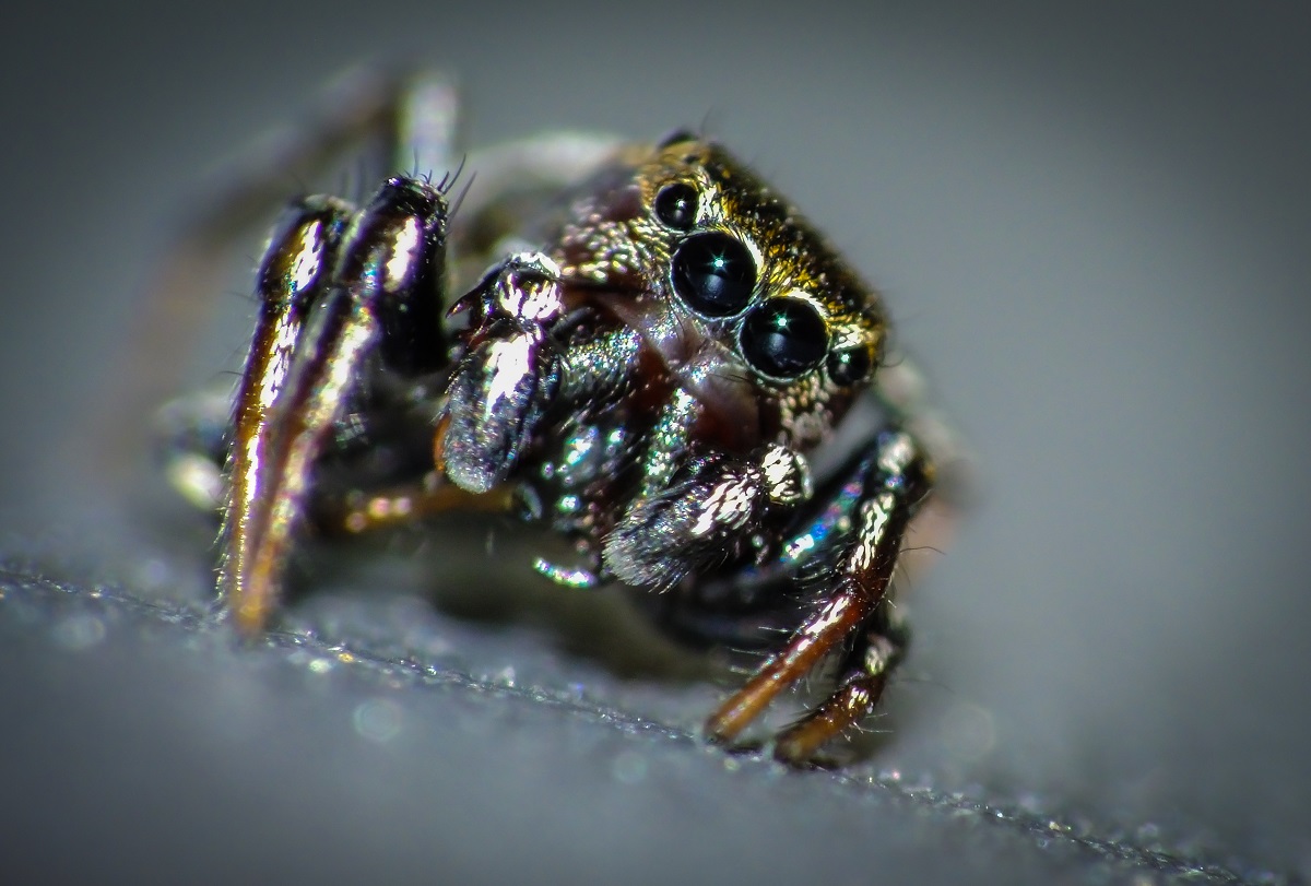 jumping spider