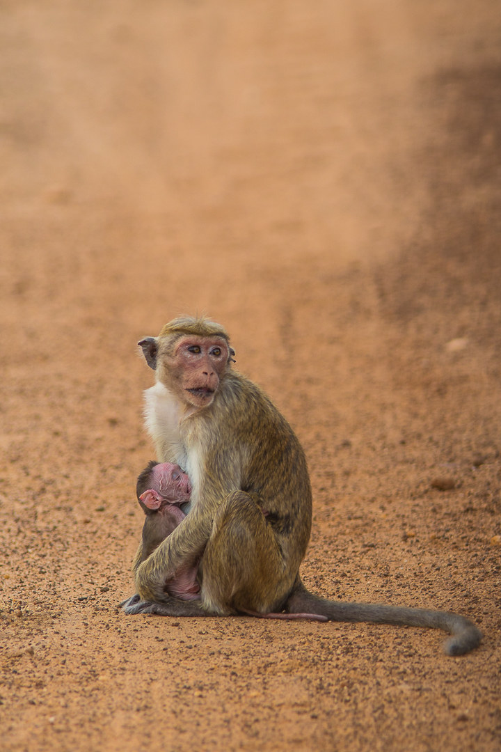 Bonnet Macaque