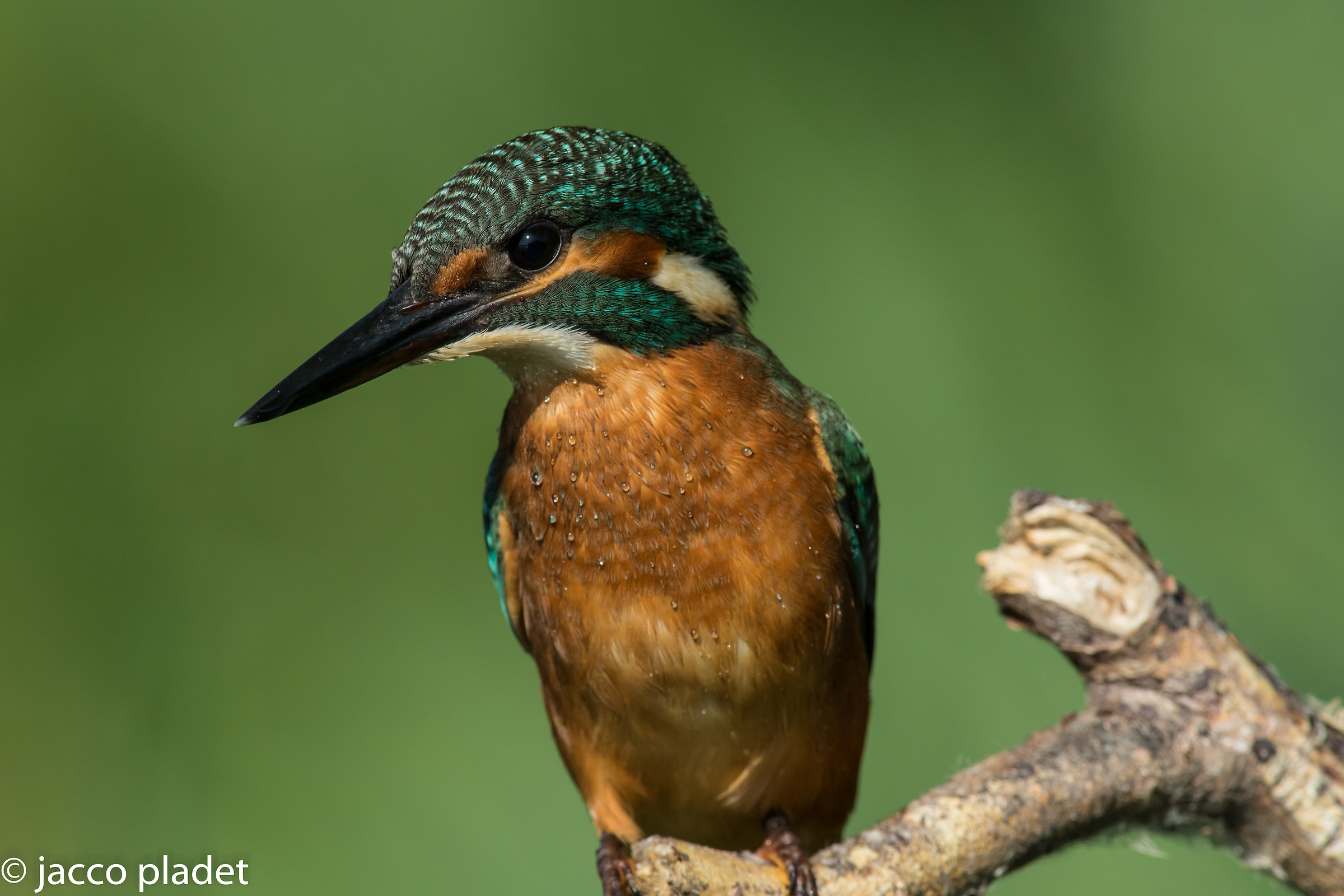 Uncroped wet kingfisher
