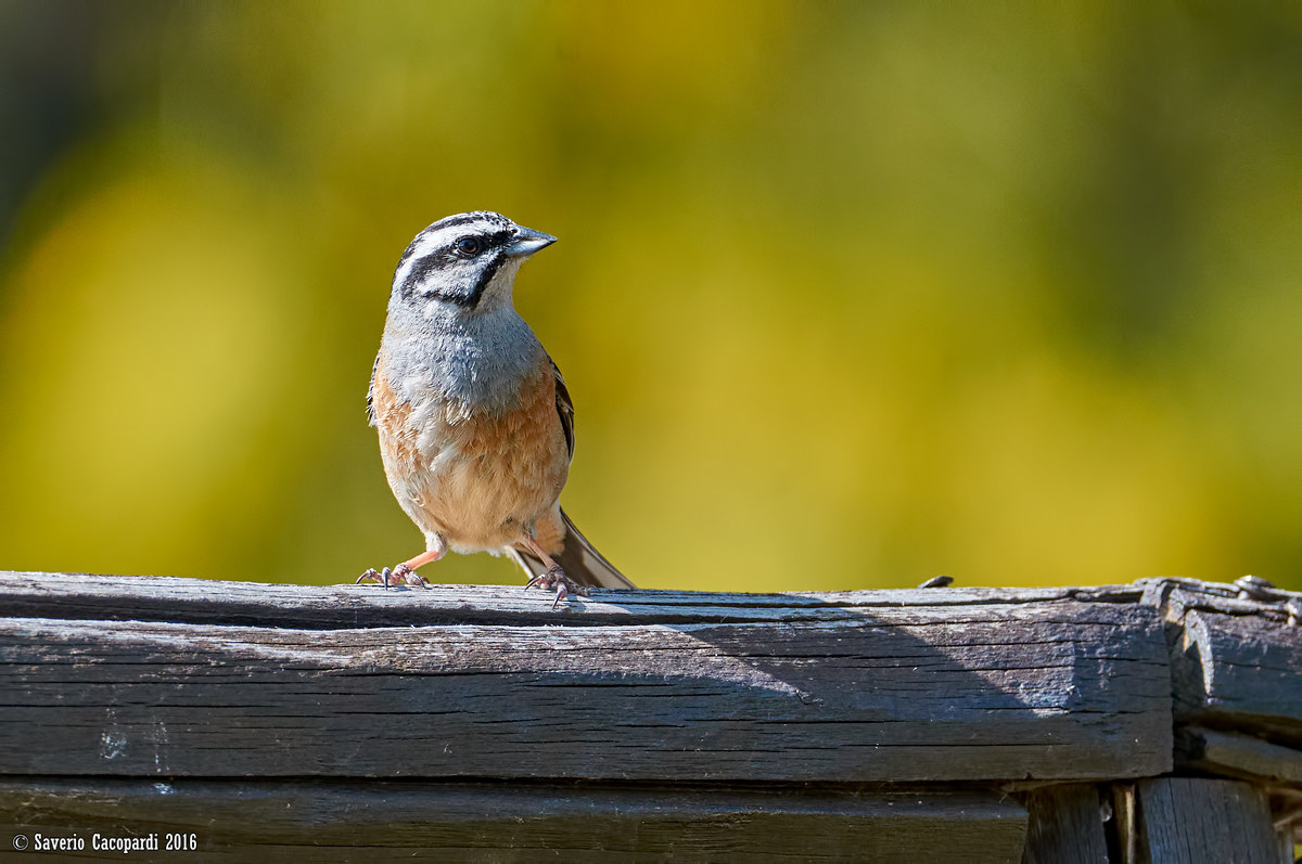 Rock Bunting