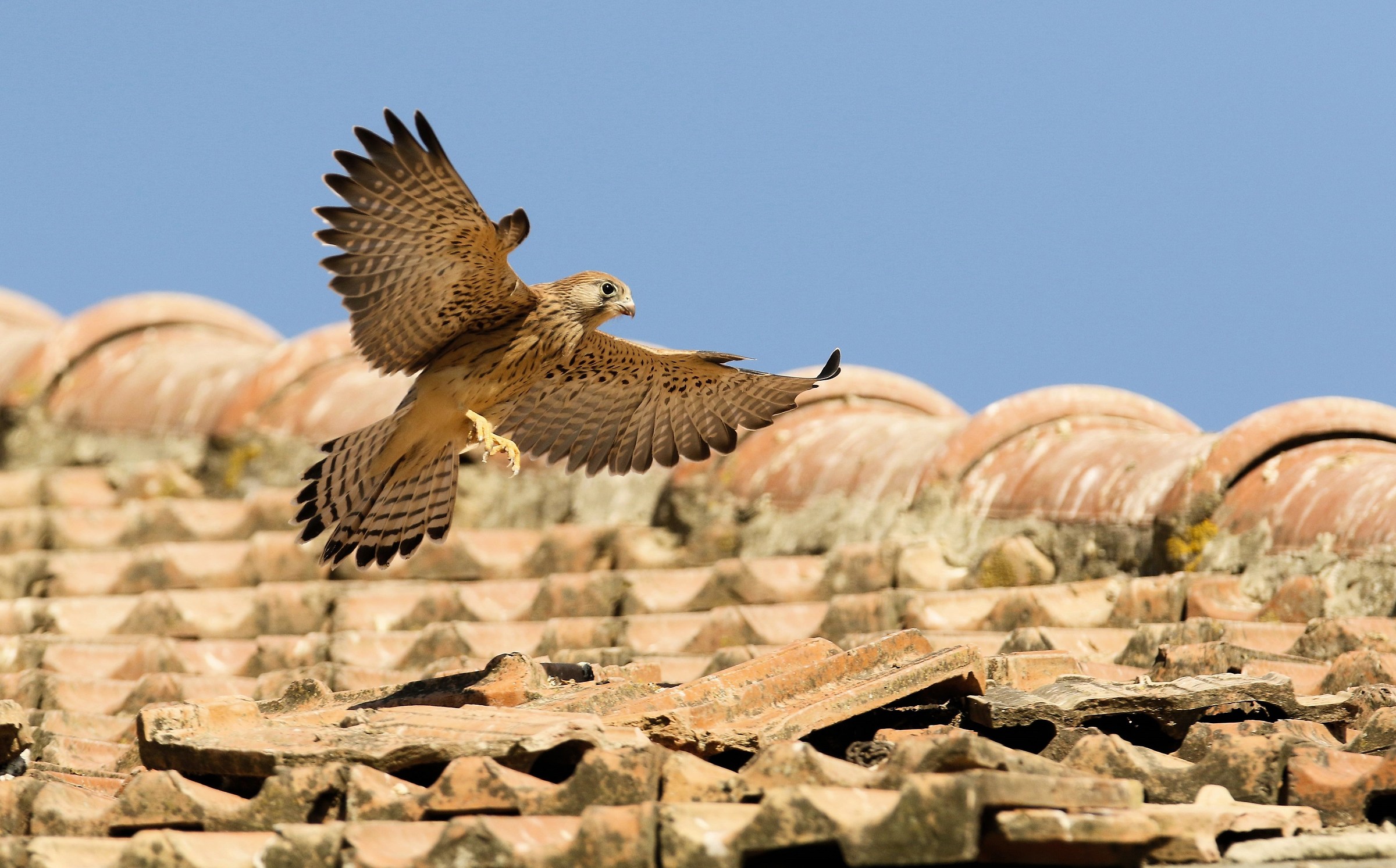 Grillaio first flight