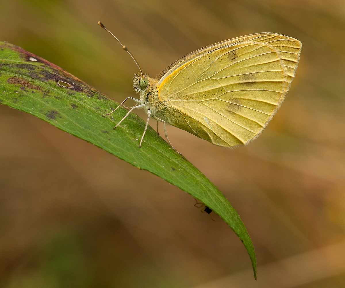 farfalla da identificare
