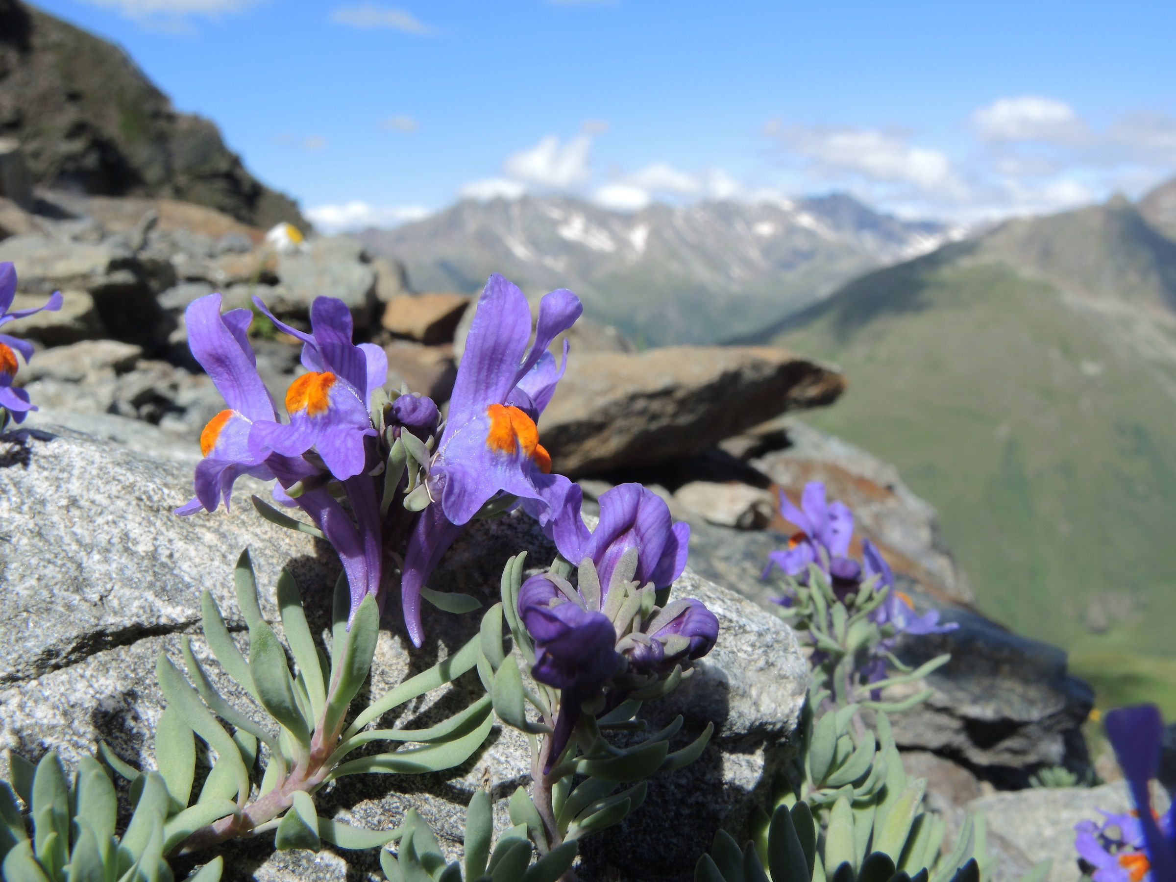 Linaria alpina