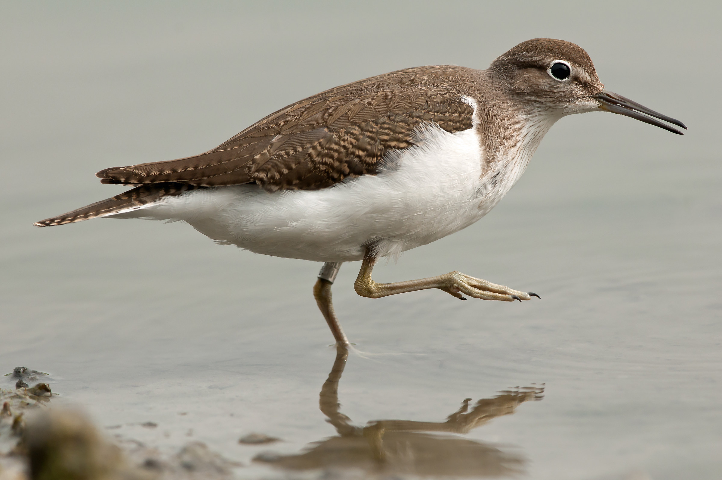 common sandpiper
