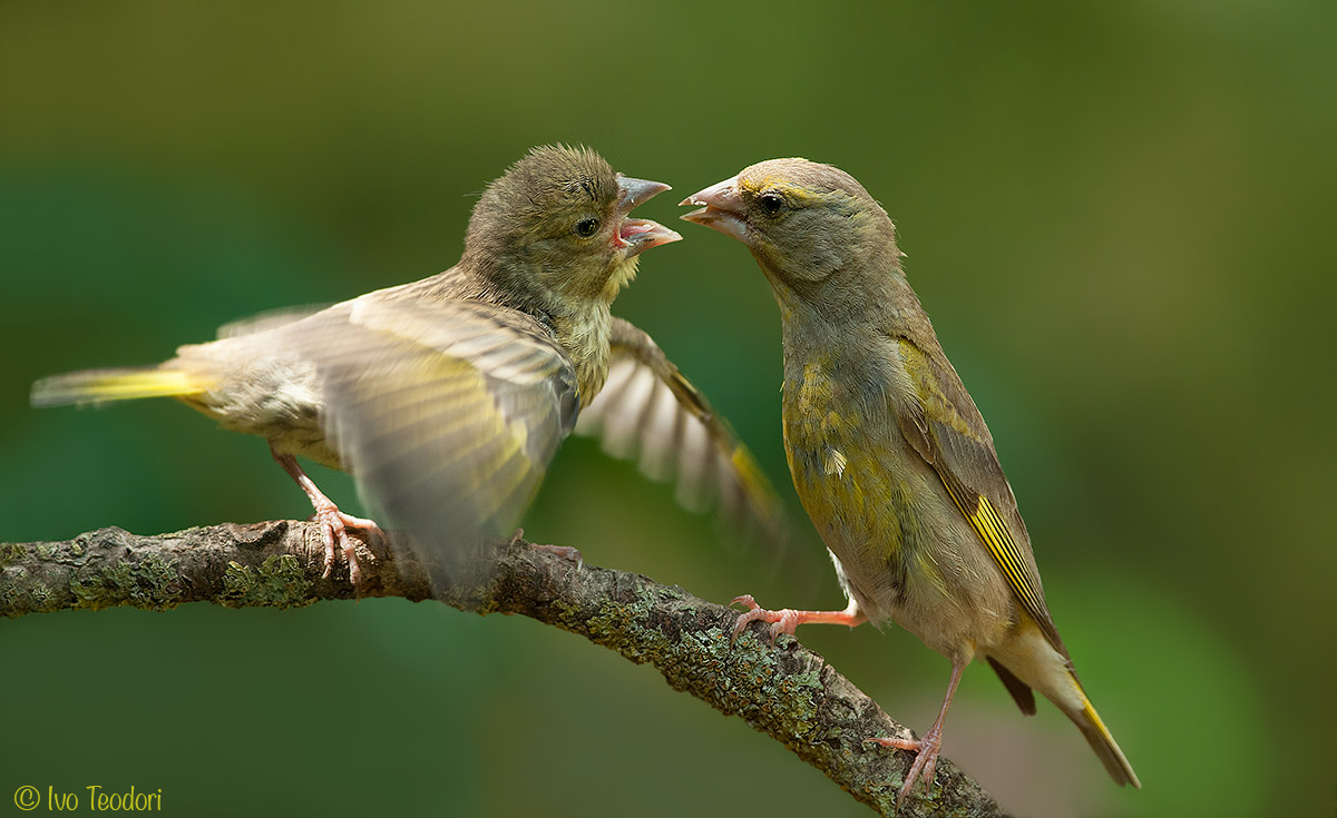 The great famine of the small dark green.