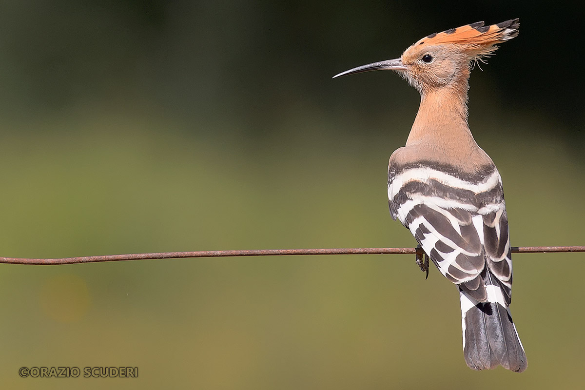 The first Hoopoe ...