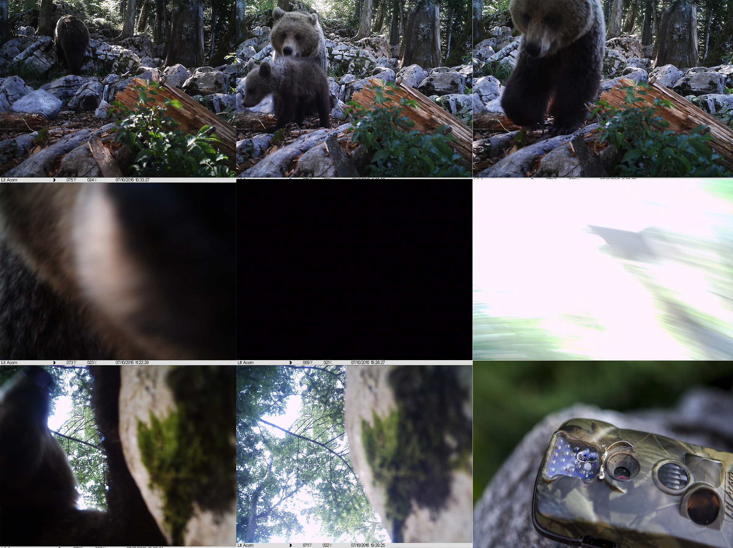 The photo trap is dead, long live the photo trap