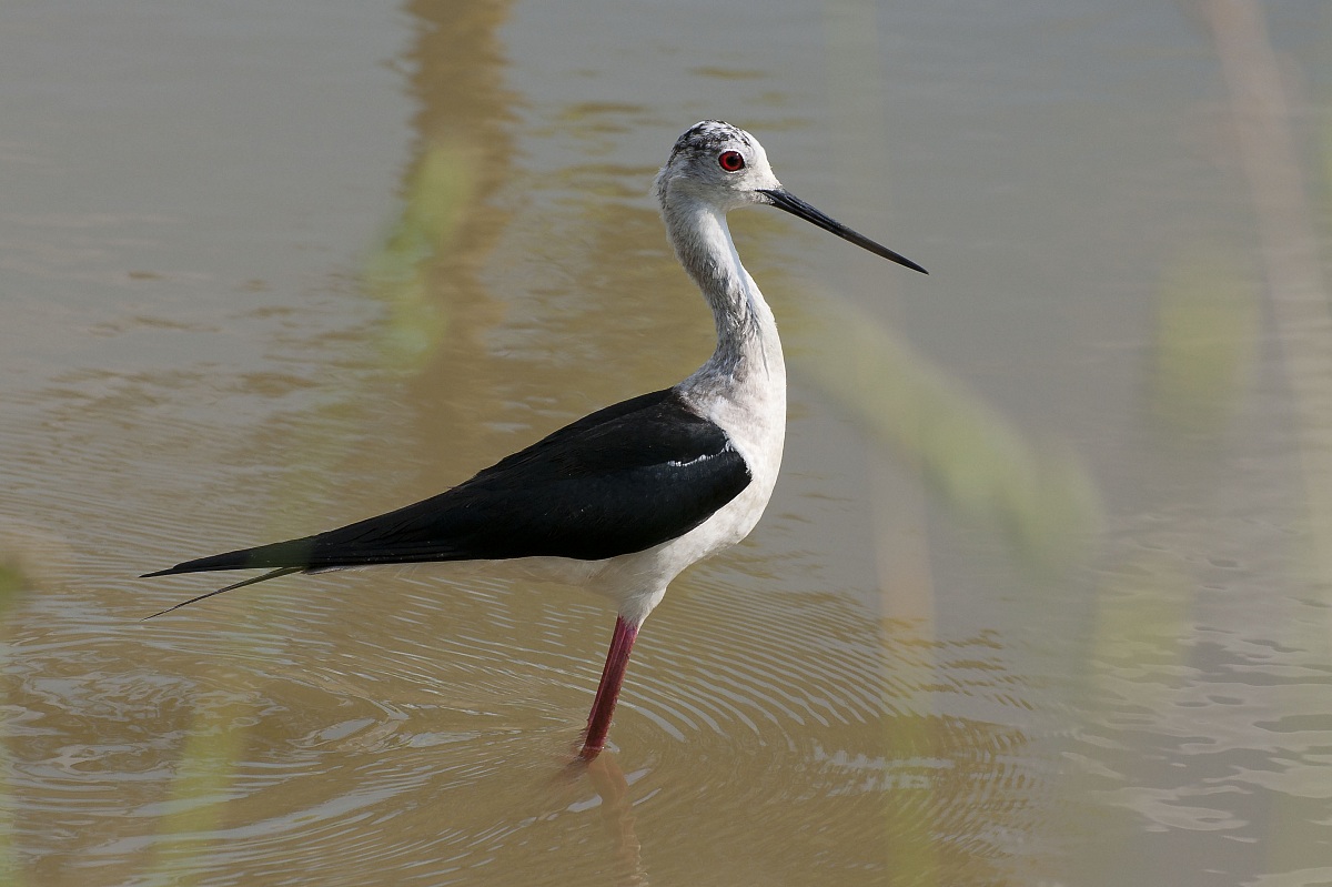 l'ultimo dei cavalieri