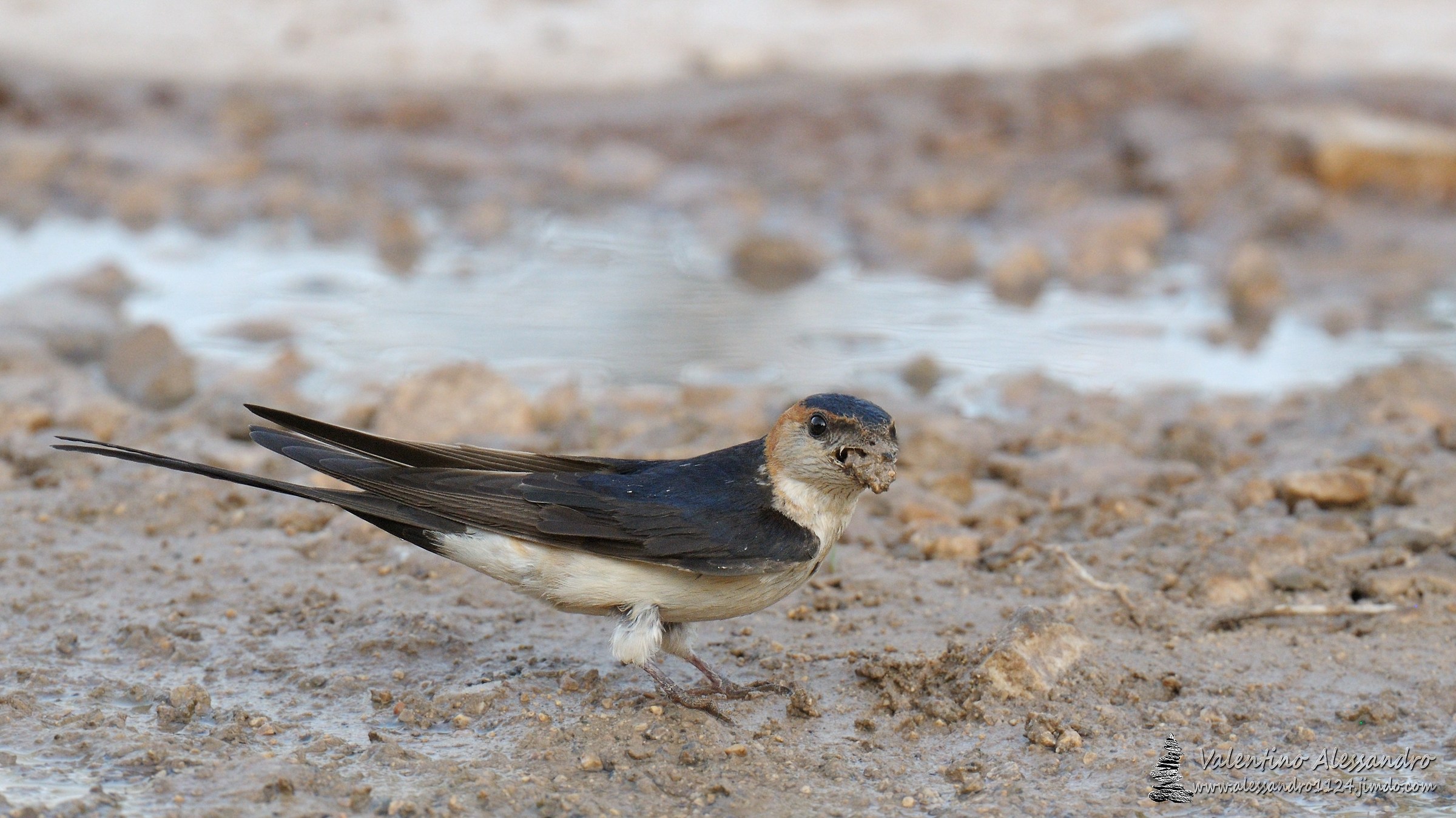 Rondine rossiccia, Lavori in corso