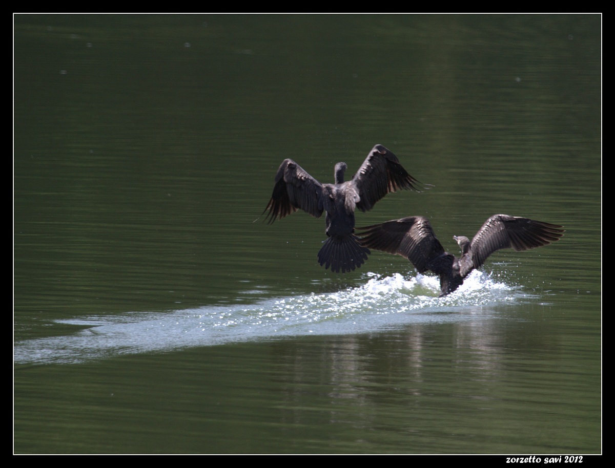 fratelli in atteraggio