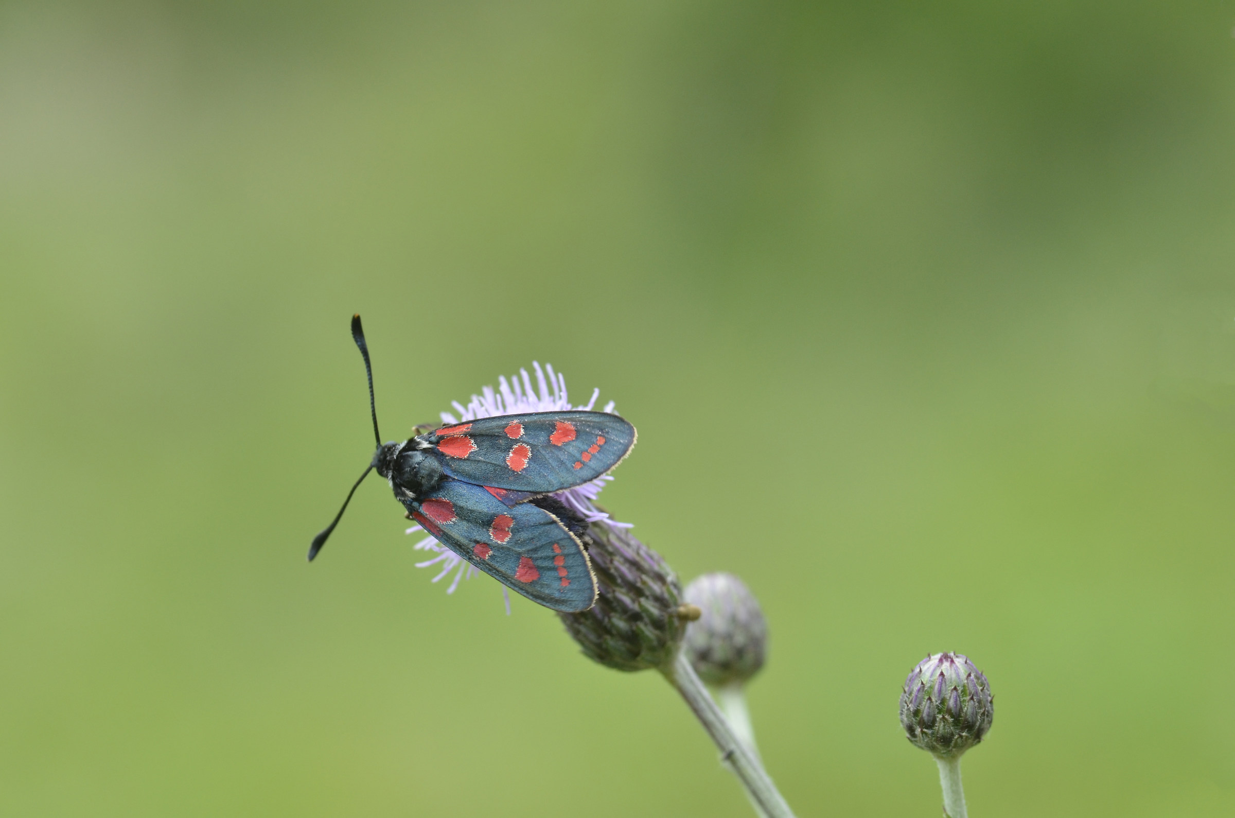 Zygaena filipendulae
