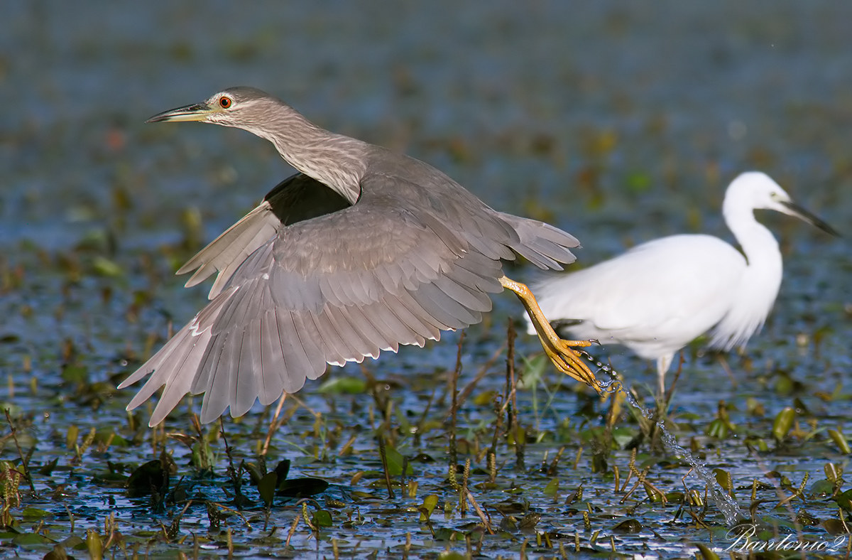 Involo di giovane Nitticora (Nycticorax nycticorax).